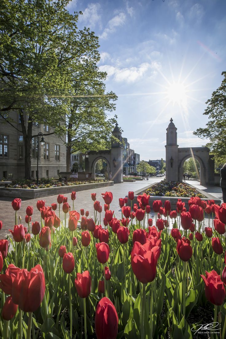736x1104 The Sample Gates at Indiana University