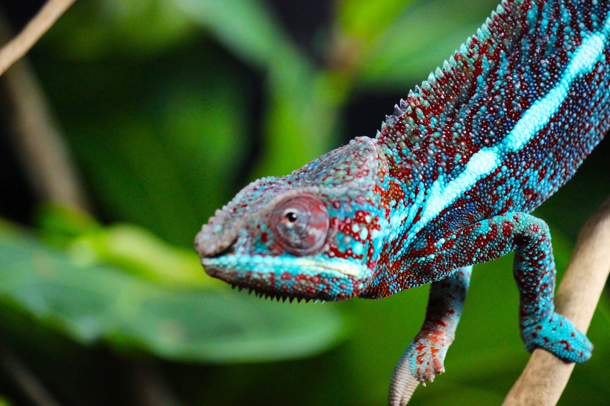 1946x1297 Blurple (Blue Ambanja) Panther Chameleon