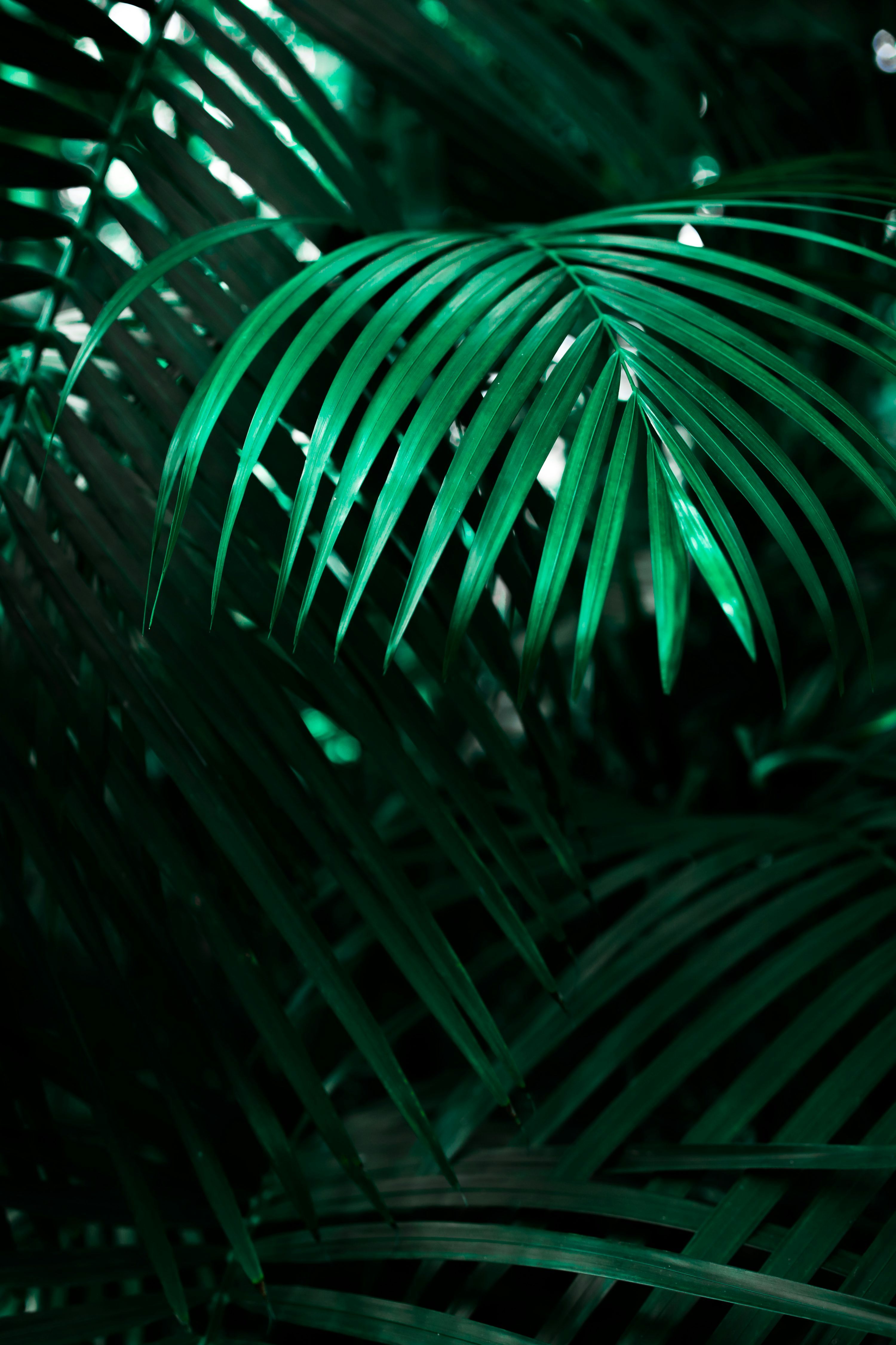 3000x4500 Green iPhone Wallpaper Picture. Download Free Image