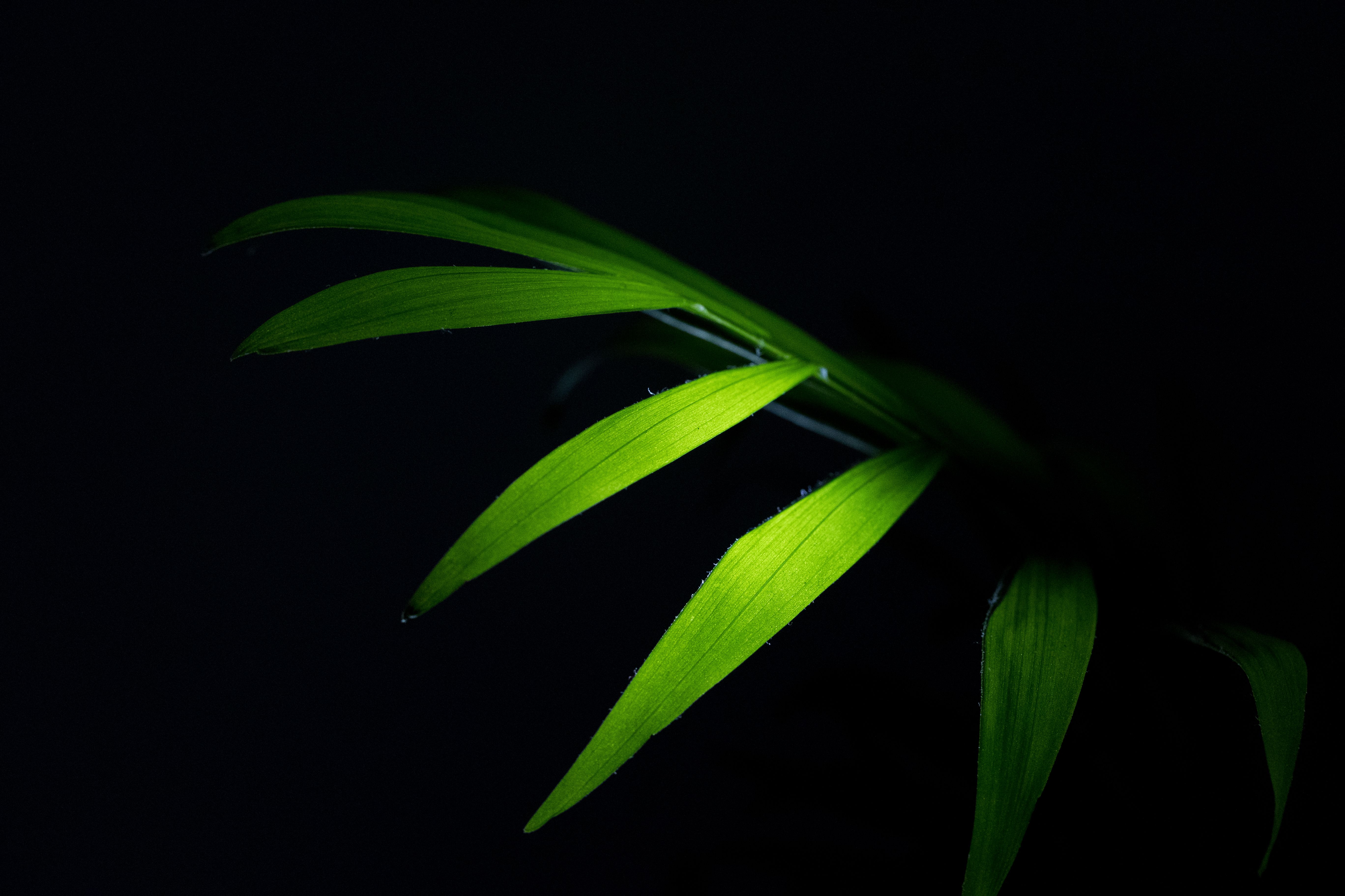 5472x3648 Simple Leaf Wallpaper Photo Download