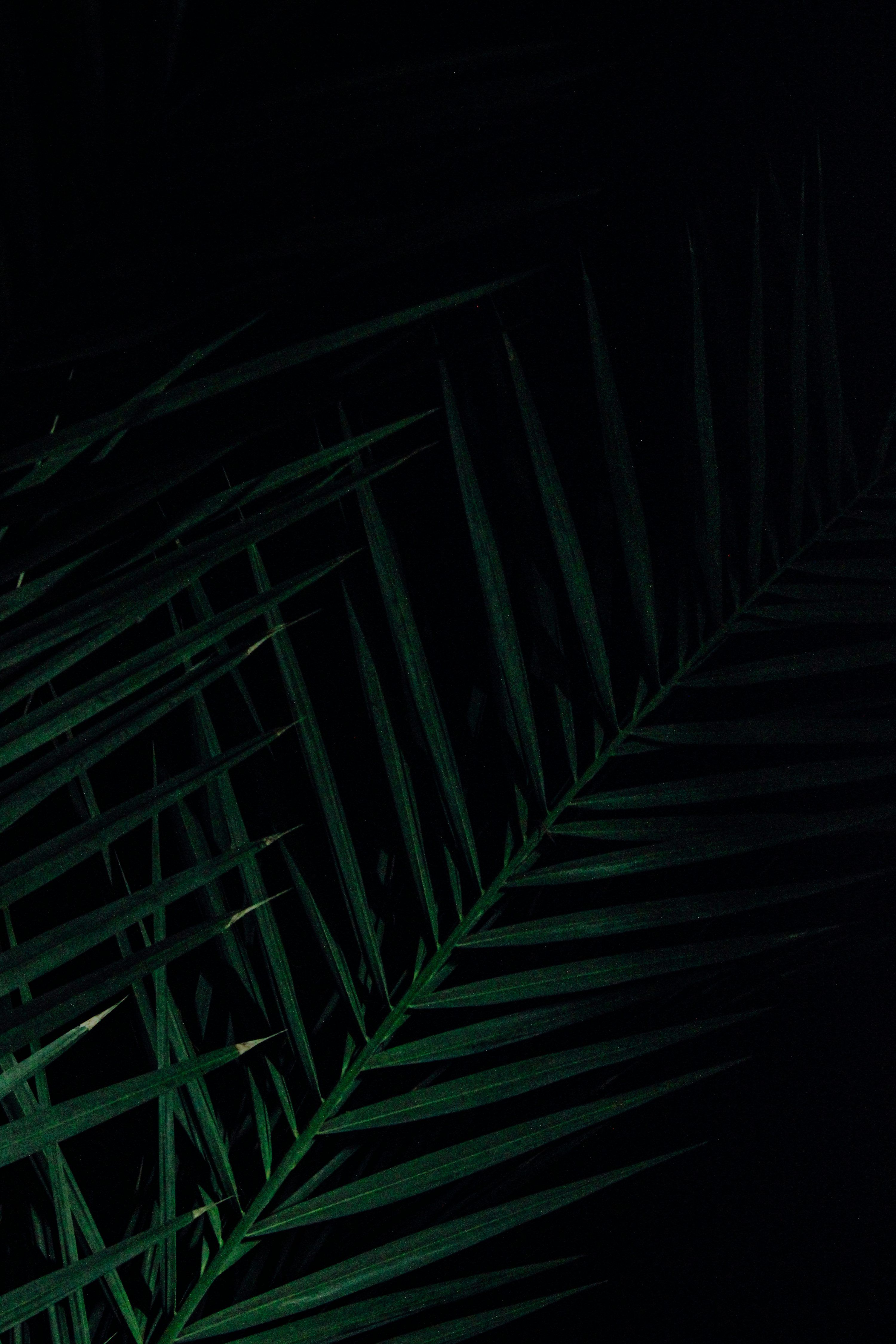 3000x4500 Green iPhone Wallpaper Picture. Download Free Image