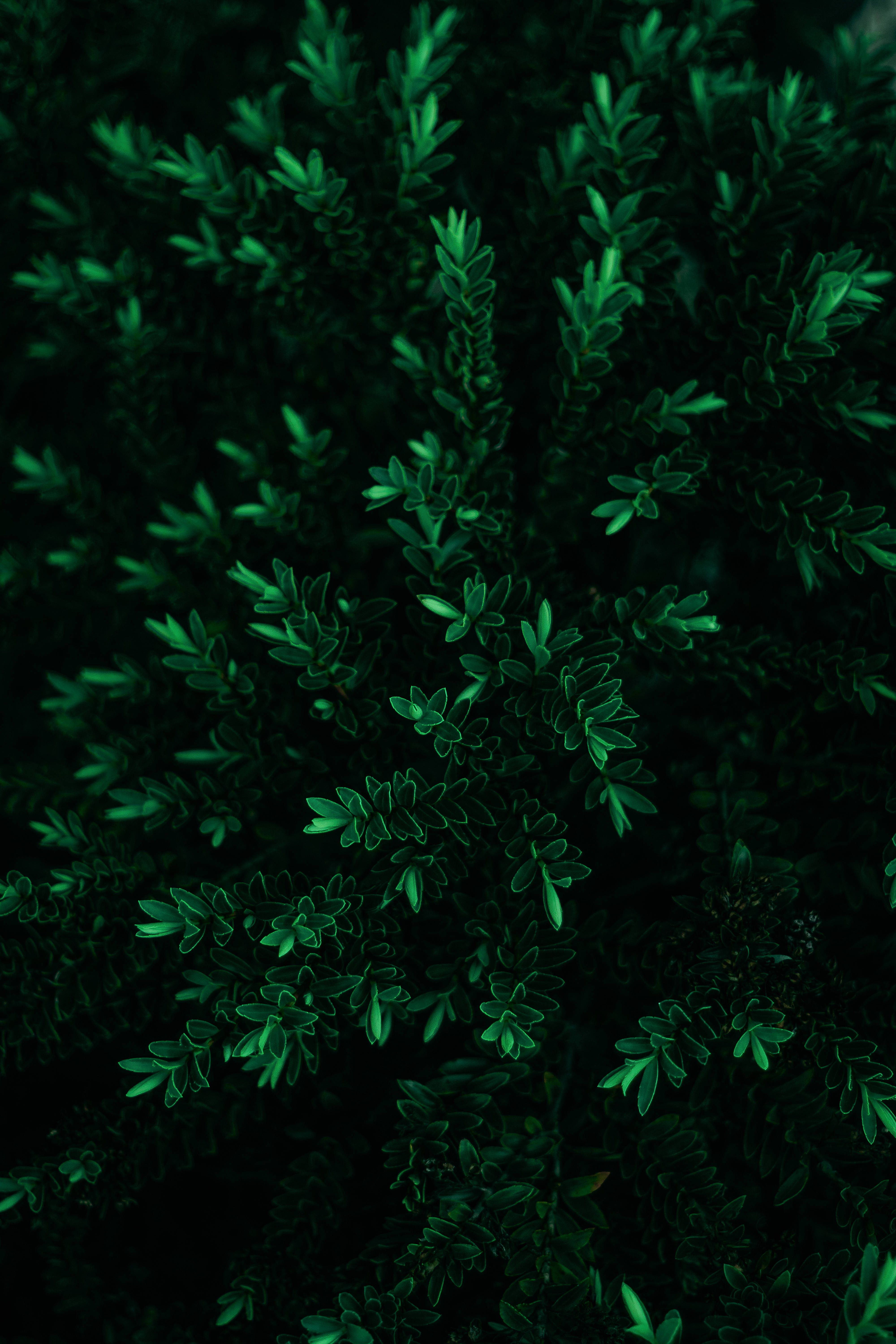 4000x6000 Download Tall Leaves Simple Dark Aesthetic Wallpaper