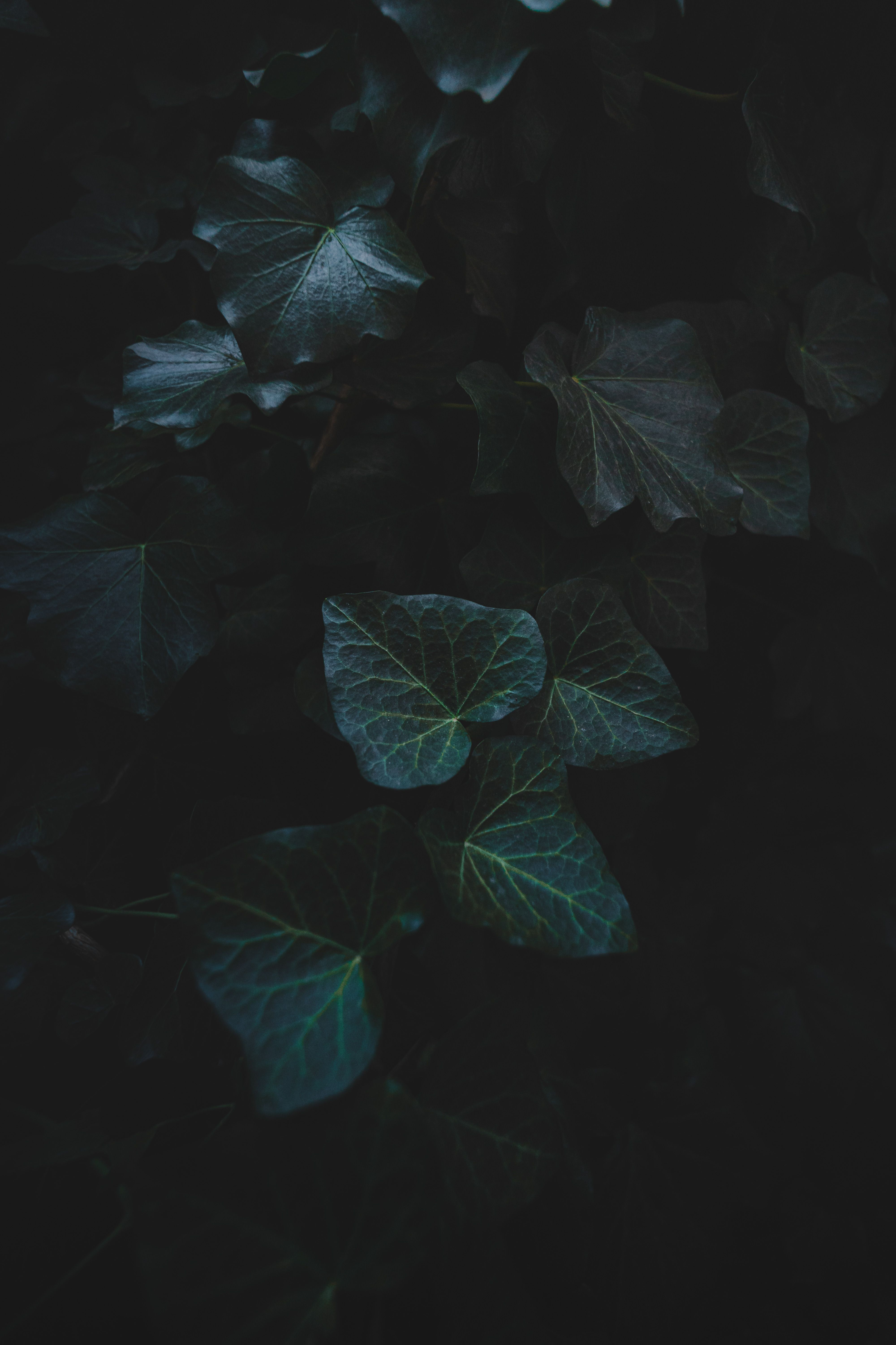 4000x6000 Green Leaves in the Darkness · Free