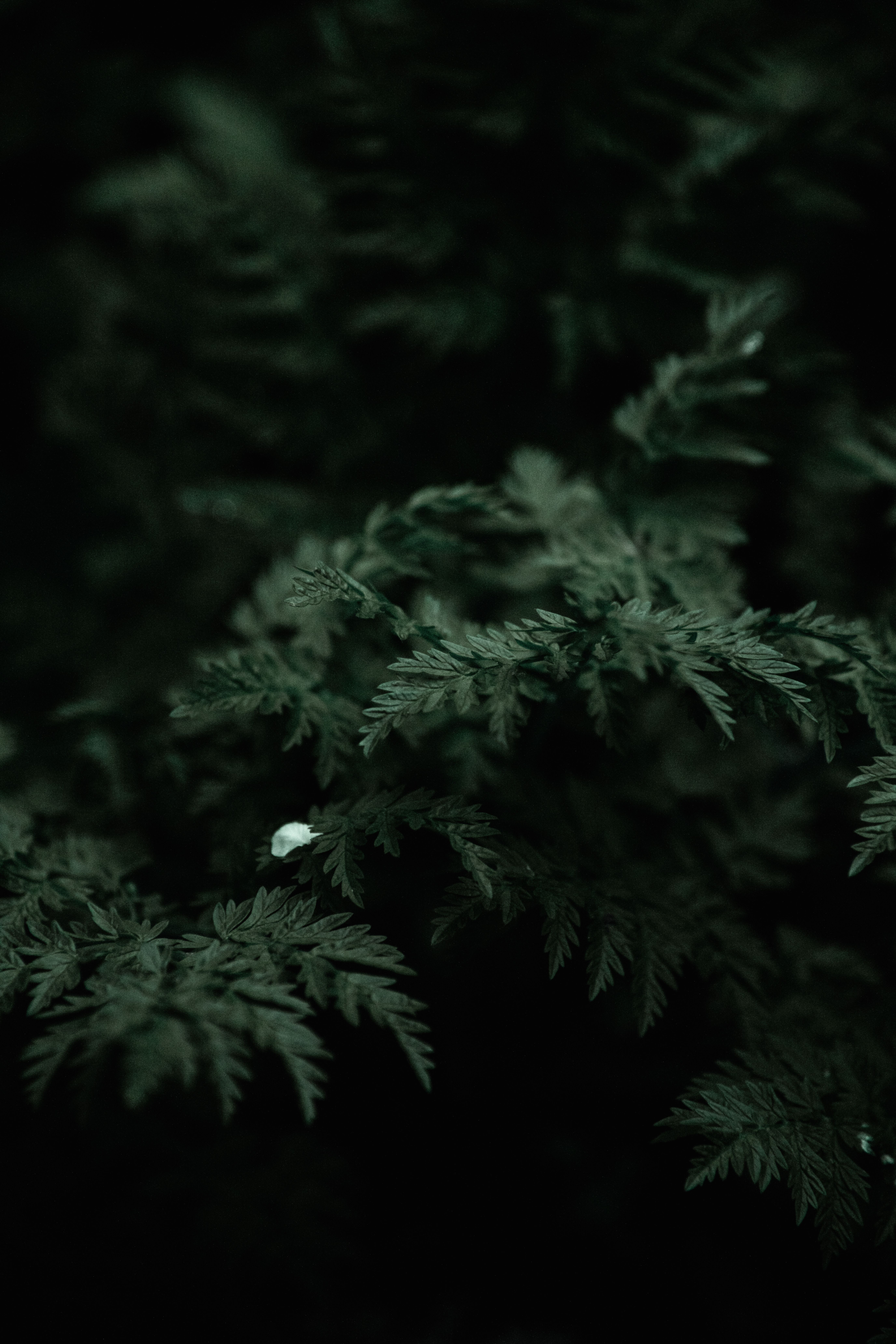 5504x8256 Lush Greenery Close Up With Dark Background · Free