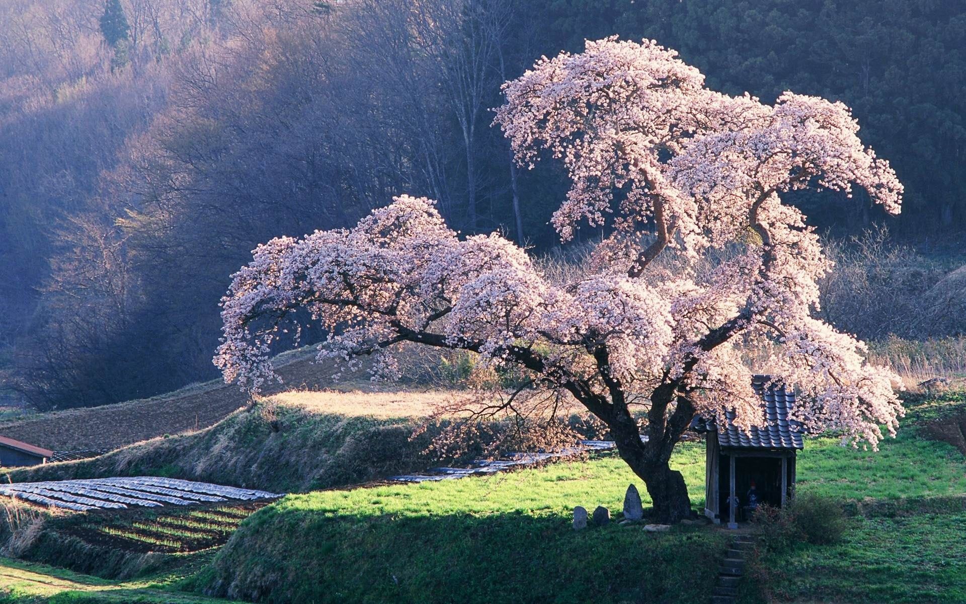 1920x1200 Spring In Japan Spring Landscape Desktop Wallpaper