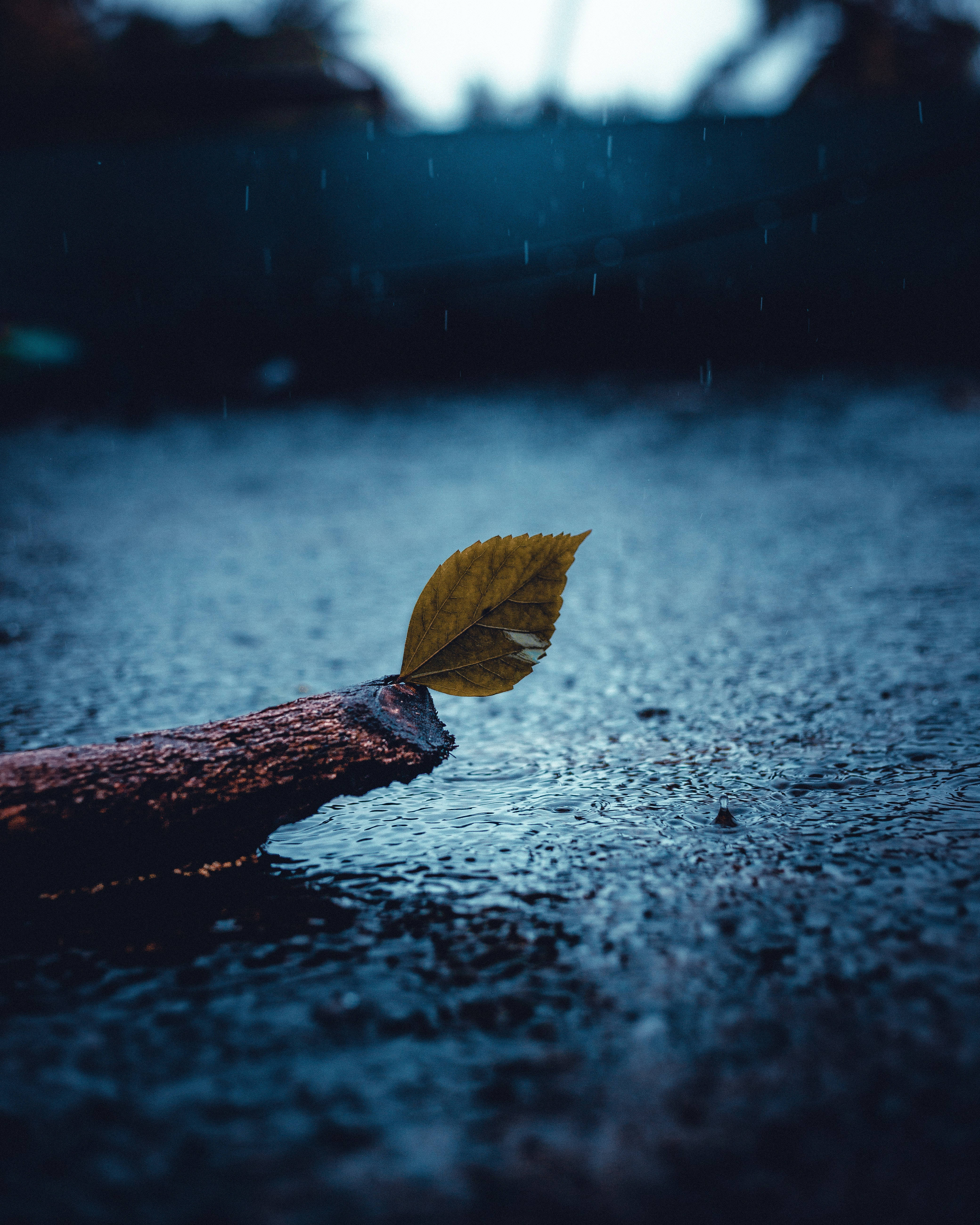 4160x5200 Download Alone in the Rain Wallpaper