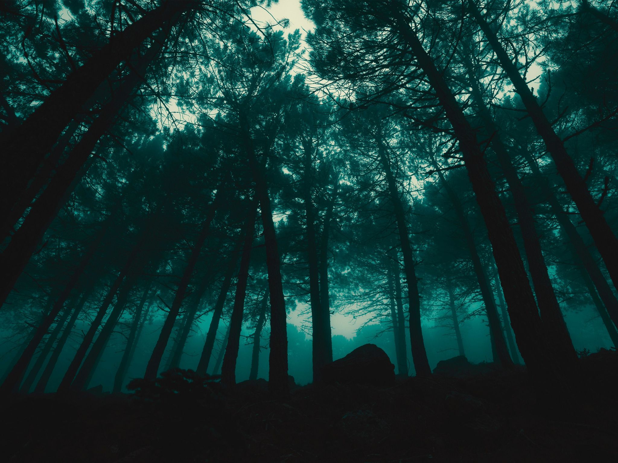 2048x1536 Download Dark Rain Forest, Dark, Rain, Forest, Rainy, Trees, Green Wallpaper in 2048x1536 Resolution
