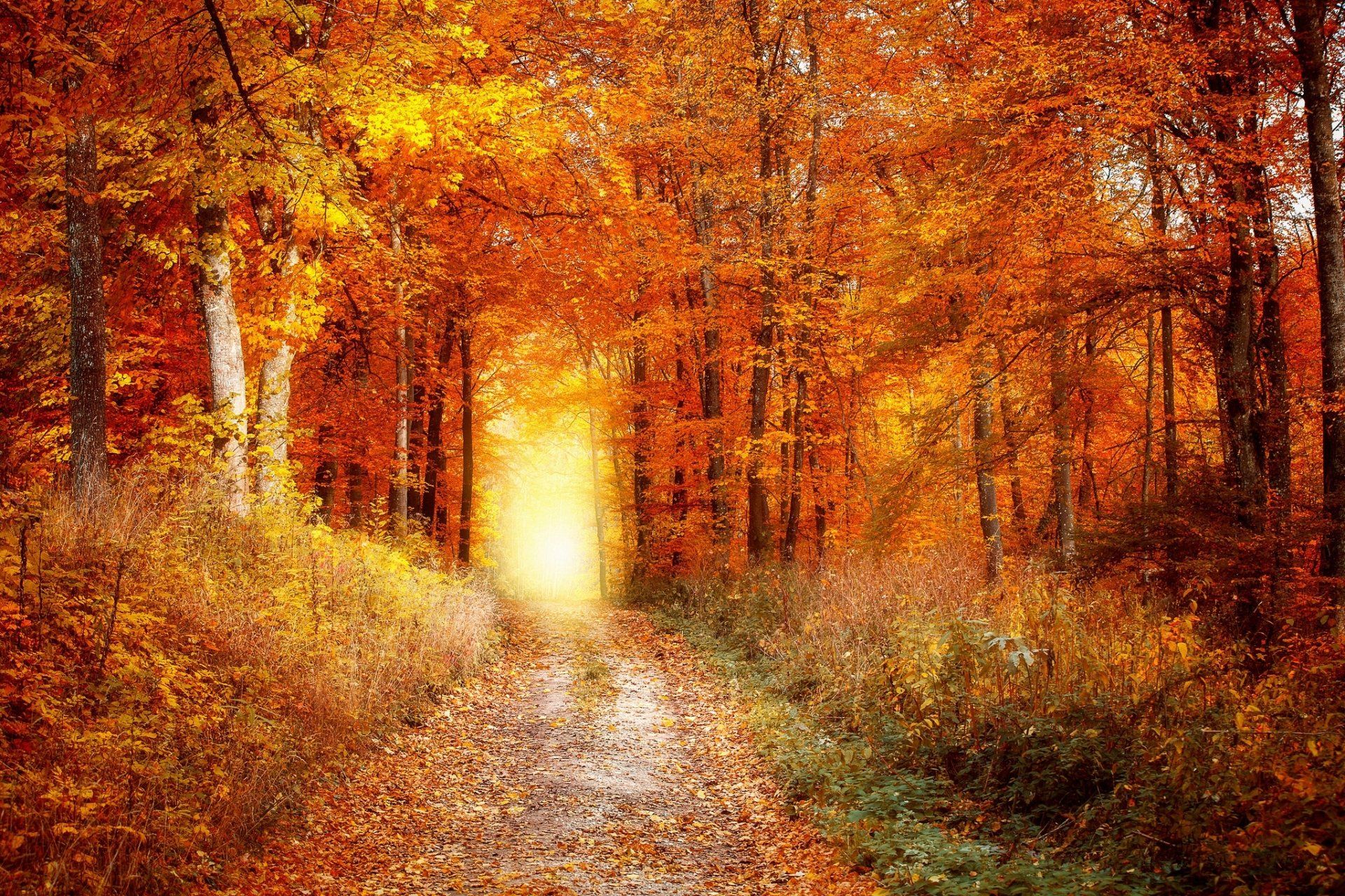 1920x1280 Download Sunset Sun Fall Forest Man Made Road HD Wallpaperx1365