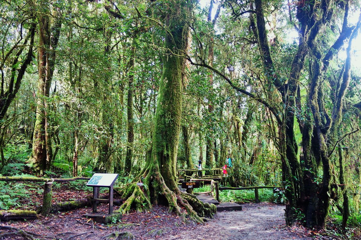 1200x800 Doi Inthanon the wonderful place for nature : My Chiang Mai Travel