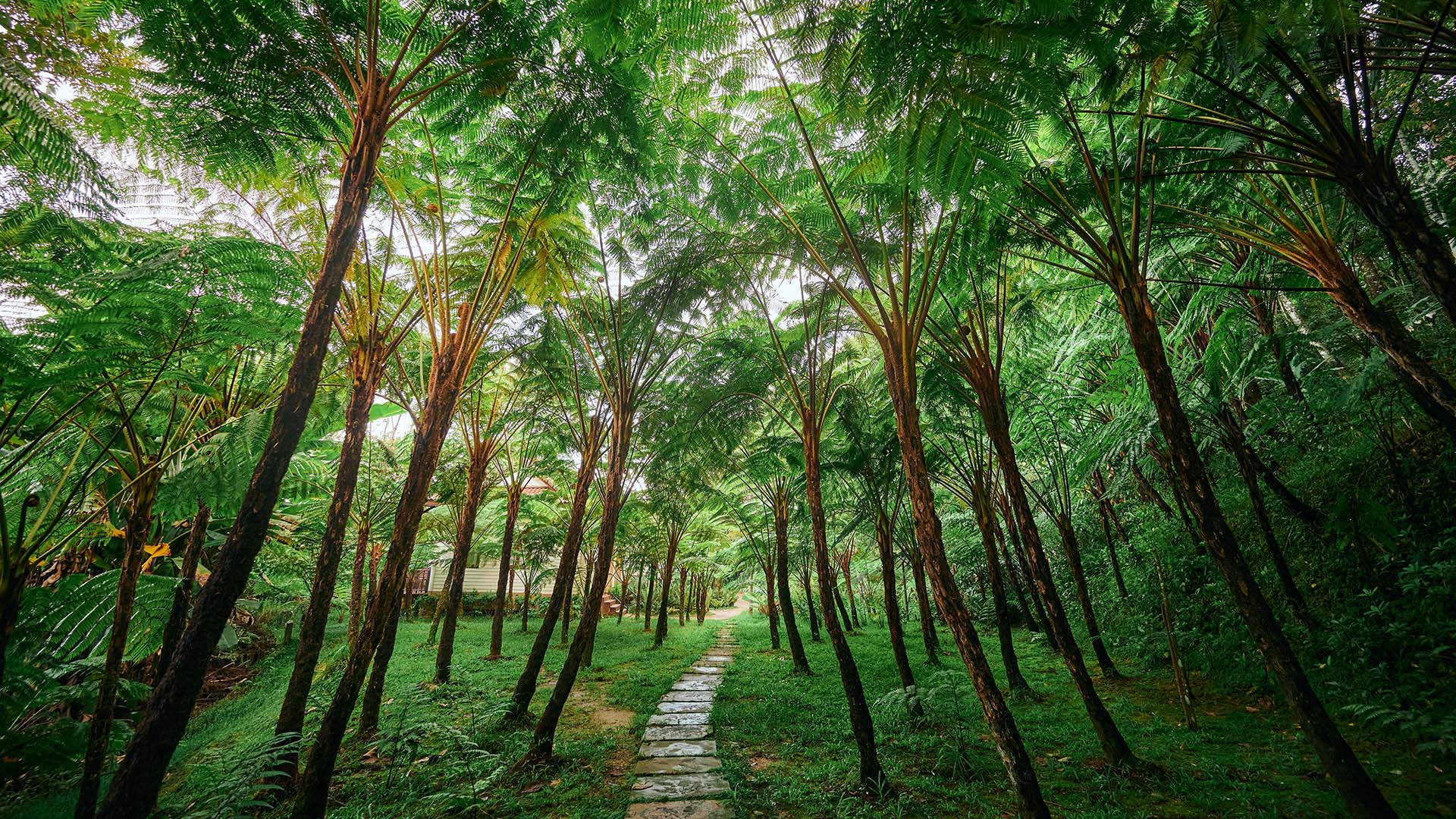 1920x1080 Fern forest at Doi Inthanon national park in Chiangmai province, Thailand. Windows Spotlight Image