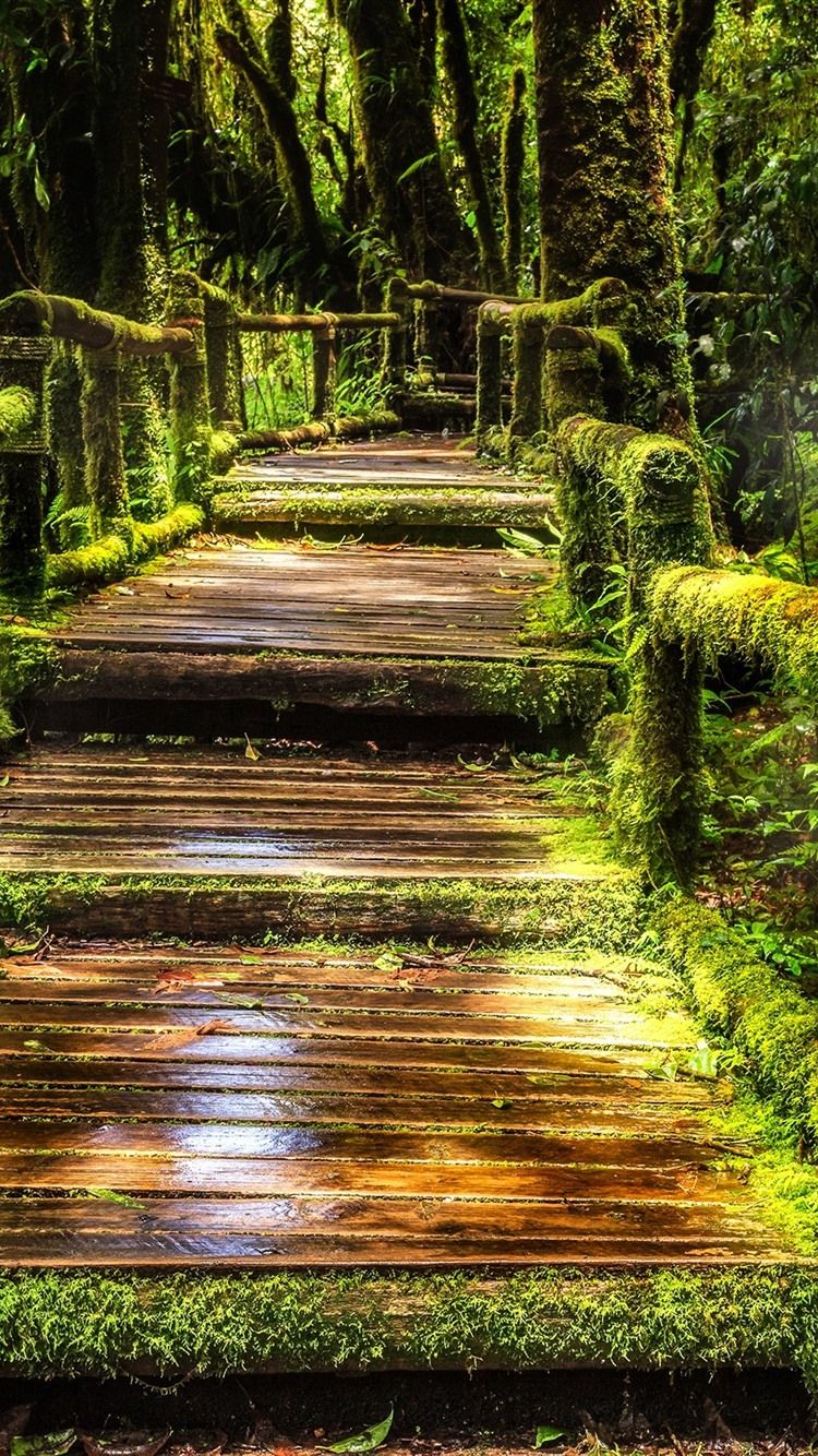 750x1334 Thailand, Doi Inthanon National Park, Jungle, Moss, Path, Trees 750x1334 IPhone 8 7 6 6S Wallpaper, Background, Picture, Image