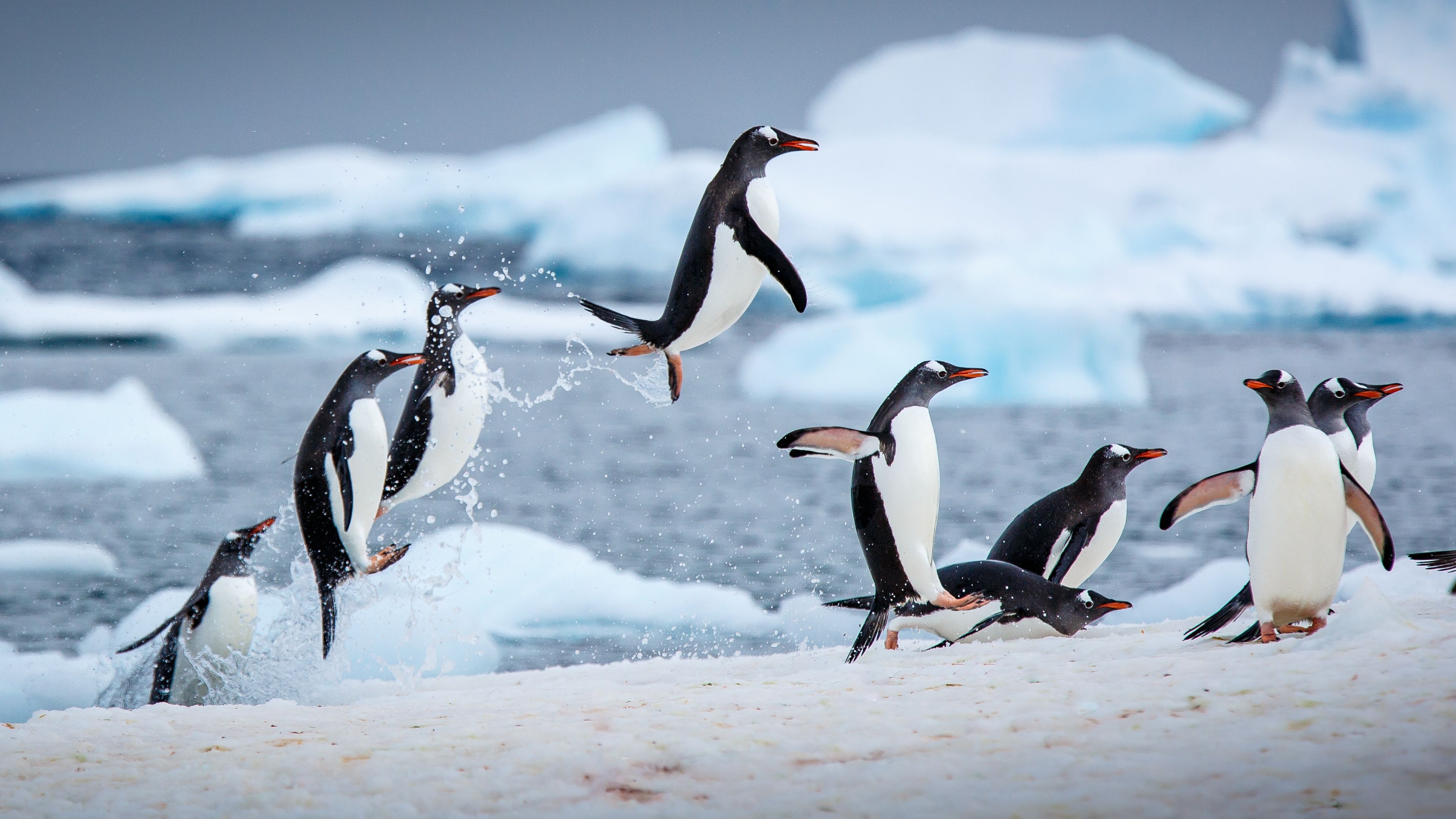 3840x2160 Gentoo penguins Wallpaper 4K, Antarctica, Antarctic Peninsula