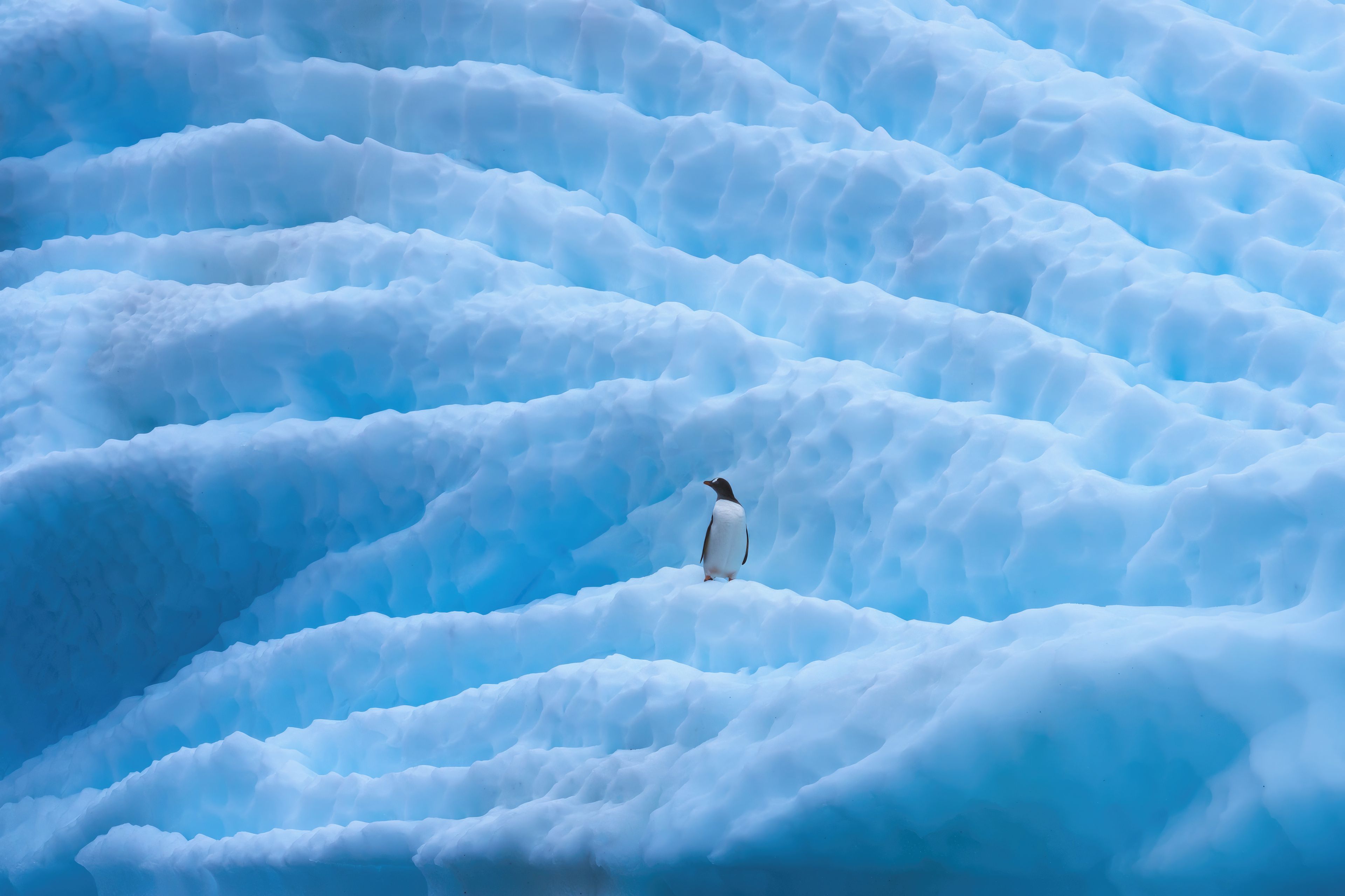 3840x2559 Penguin In Antarctica 4K , HD 4k Wallpaper, Image, Background, Photos and Picture
