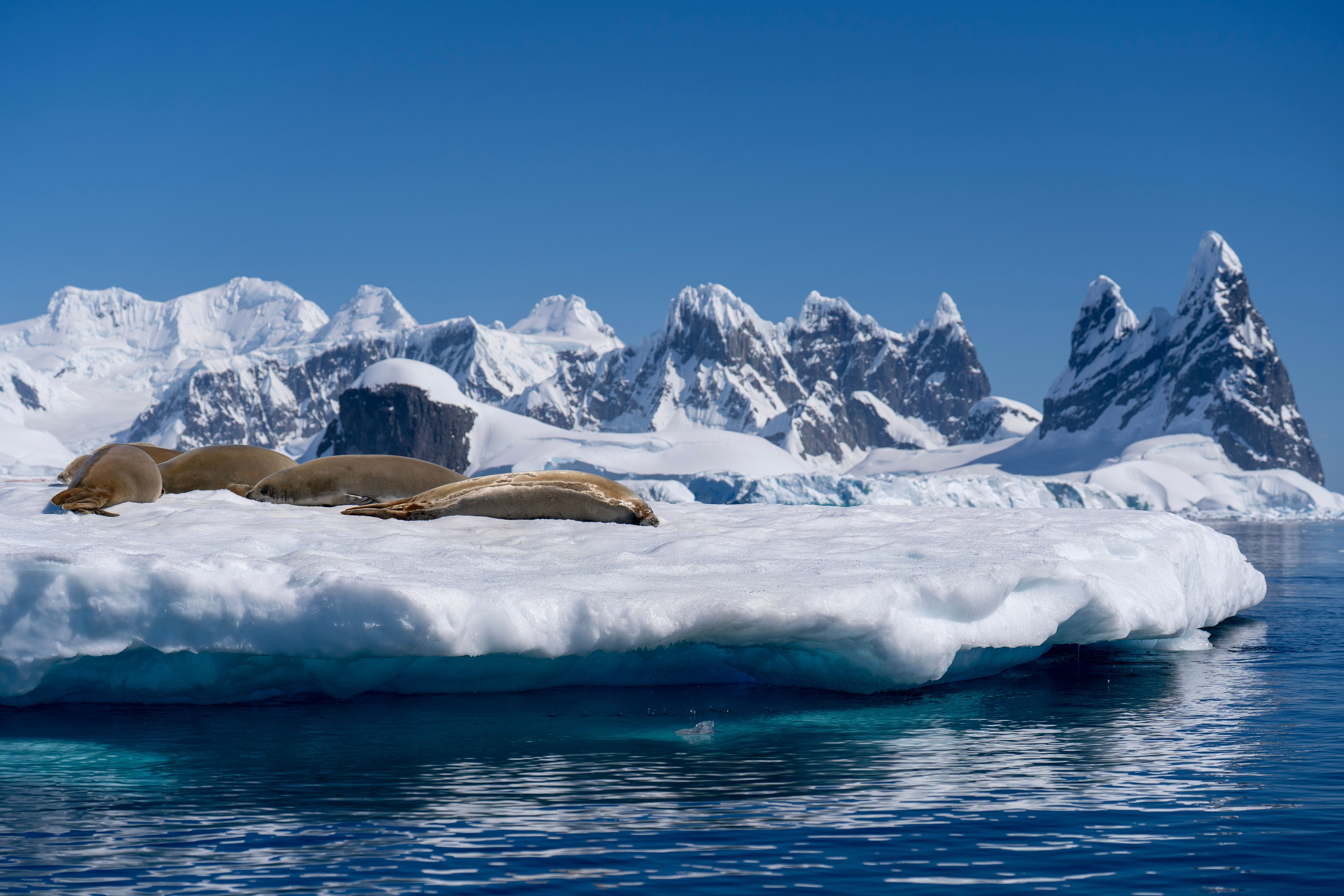 5797x3865 Antarctic Wildlife Photo, Download The BEST Free Antarctic Wildlife & HD Image