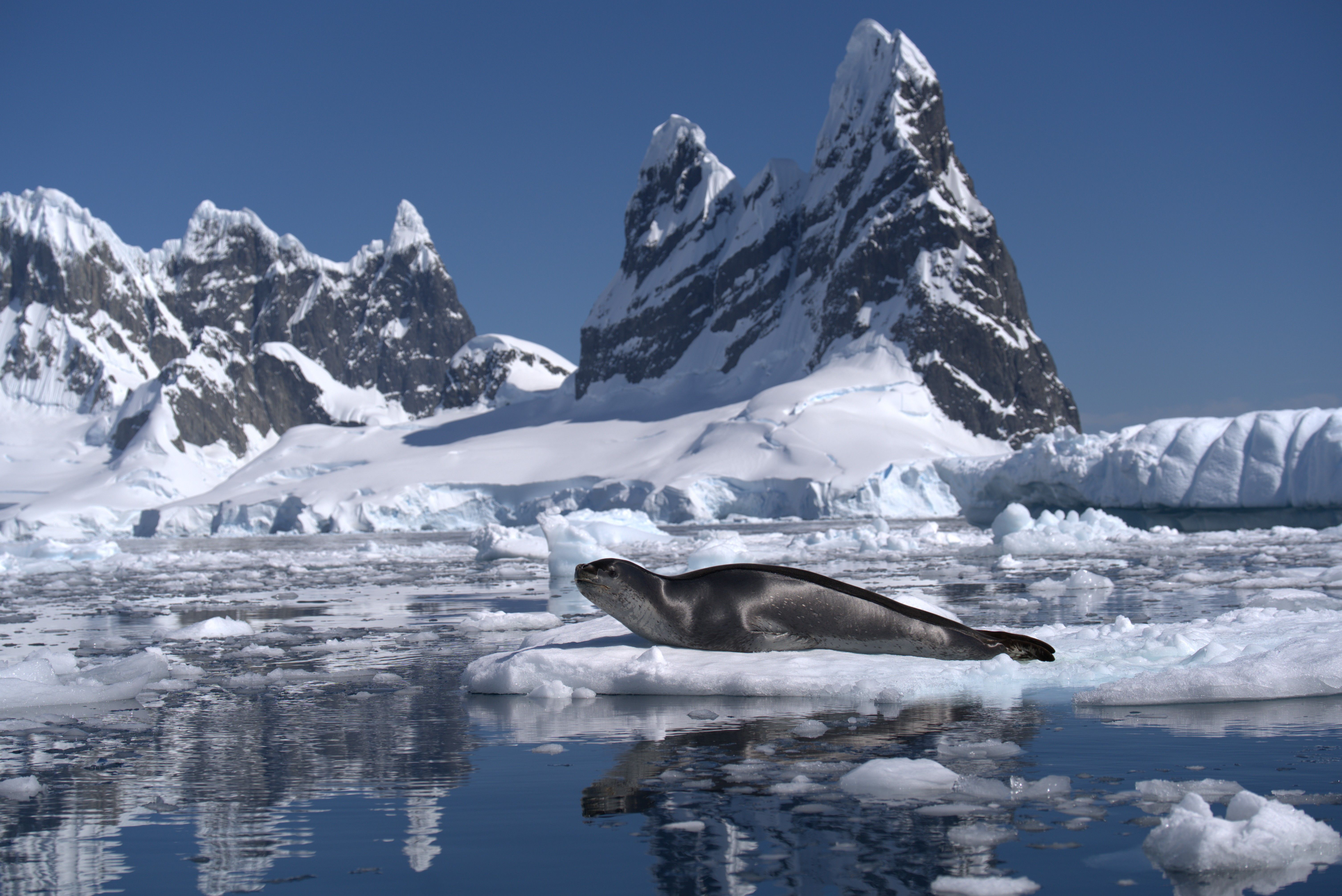 6024x4024 Antarctic Wildlife Photo, Download The BEST Free Antarctic Wildlife & HD Image