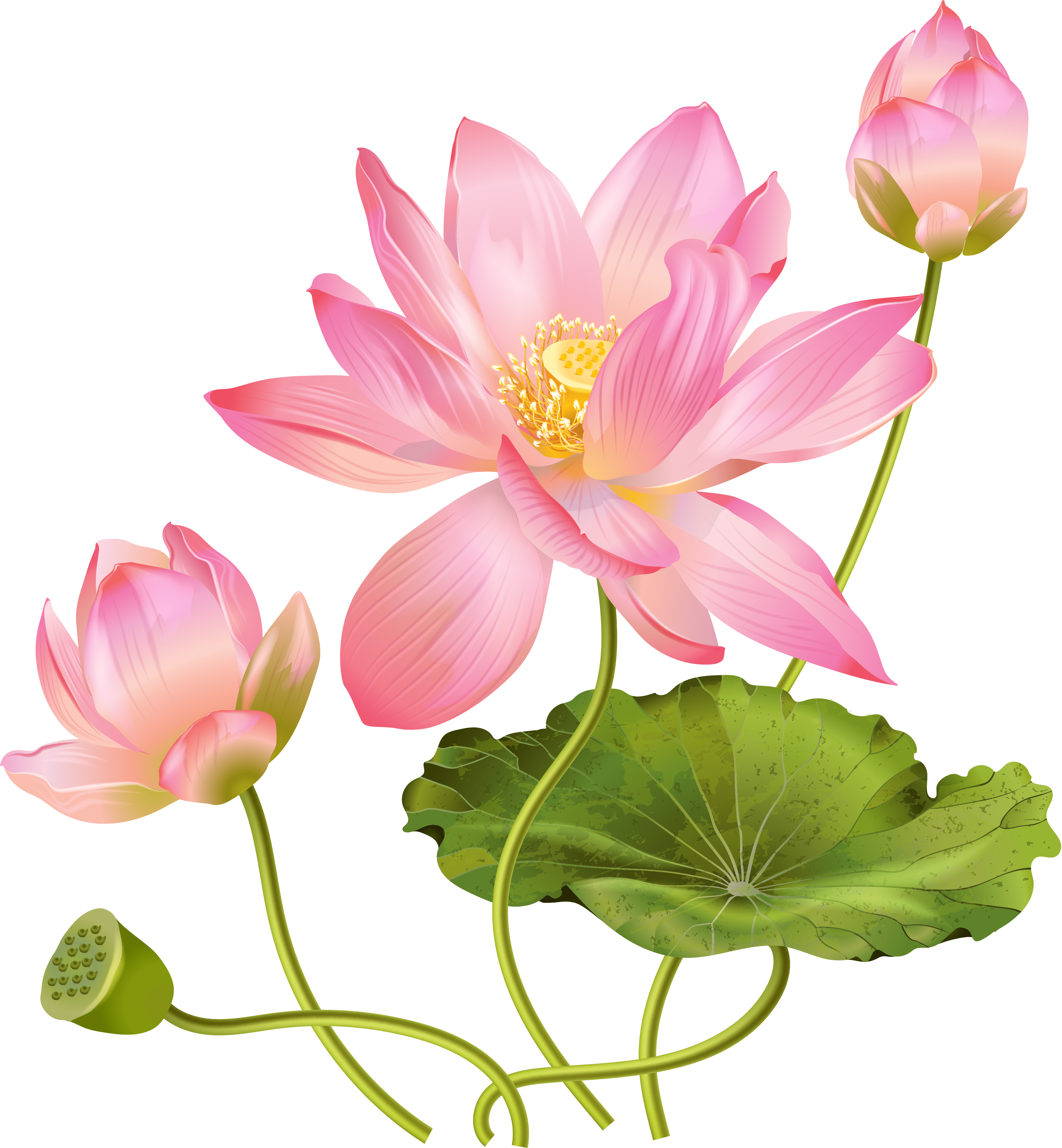 3698x3999 Pink Lotus Flower Free Photo Transparent HQ PNG Download