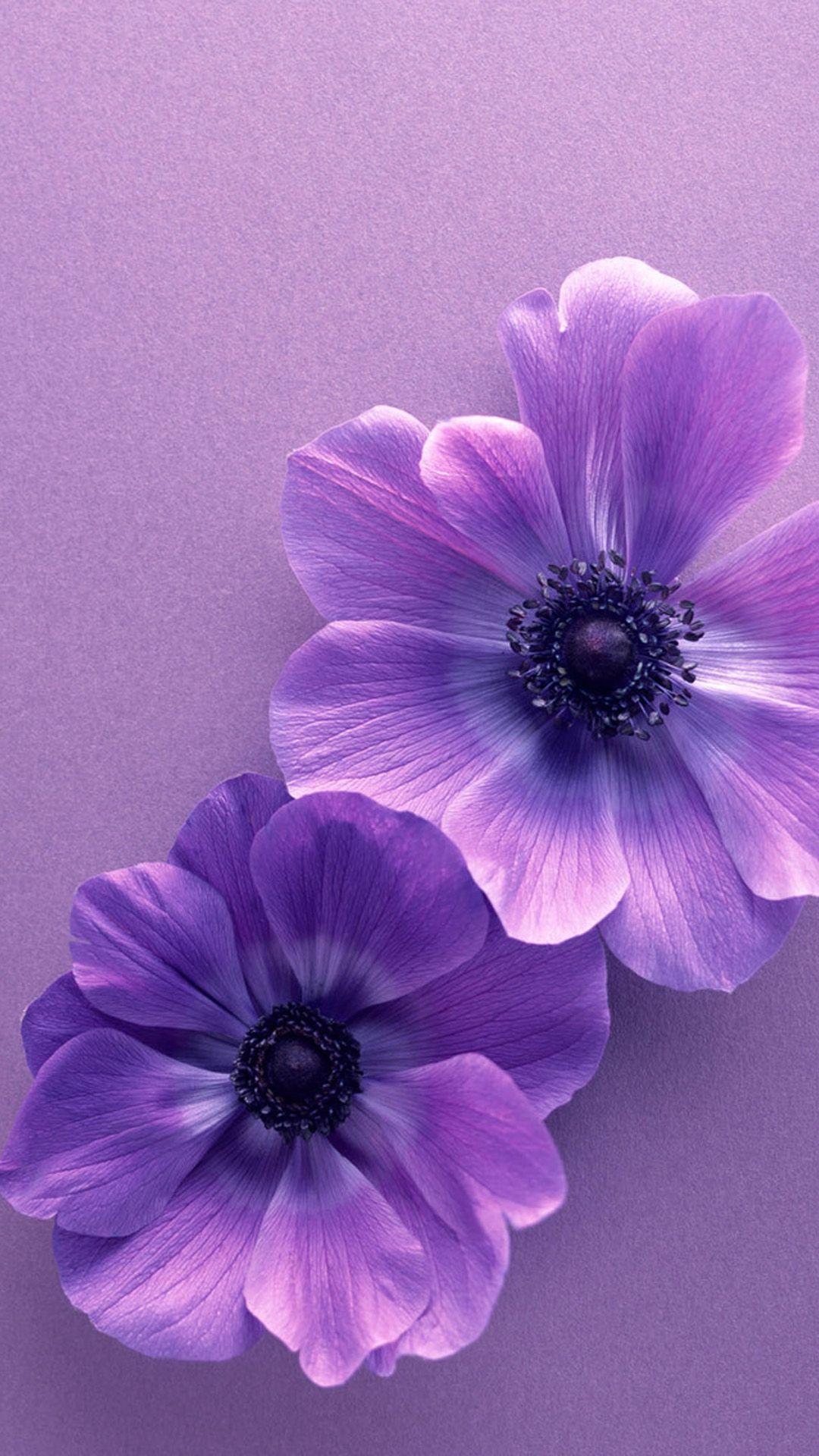 Aesthetic Purple Flower Wallpapers Top Free Aesthetic Purple Flower