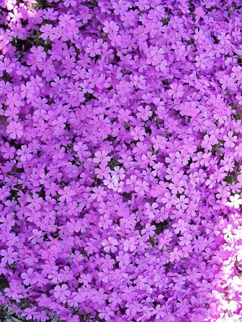 Aesthetic Purple Flower Wallpaper