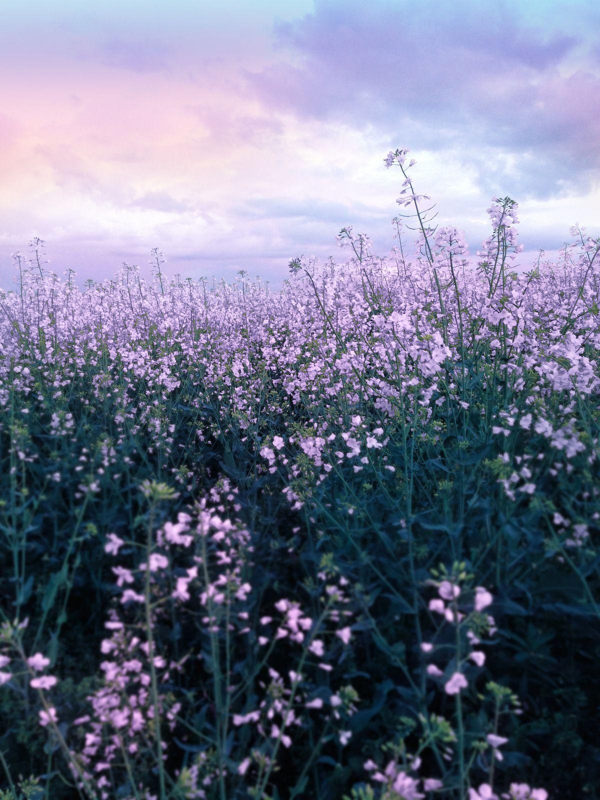 1200x1600 drxgonfly: “Purple Flower Field (by MusesTouch) ”. Purple flowers wallpaper, Purple flower background, Flower landscape