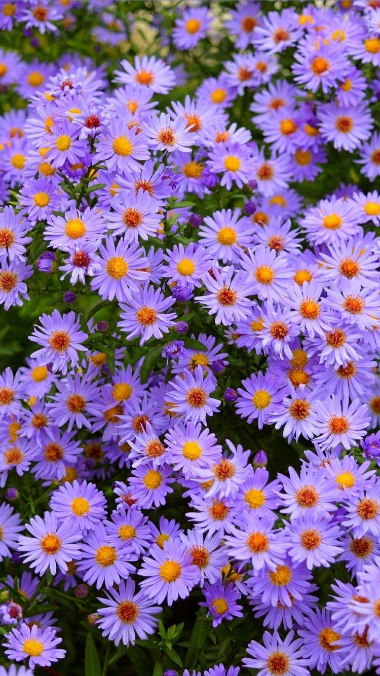 Aesthetic Purple Flower Wallpapers Top Free Aesthetic Purple Flower