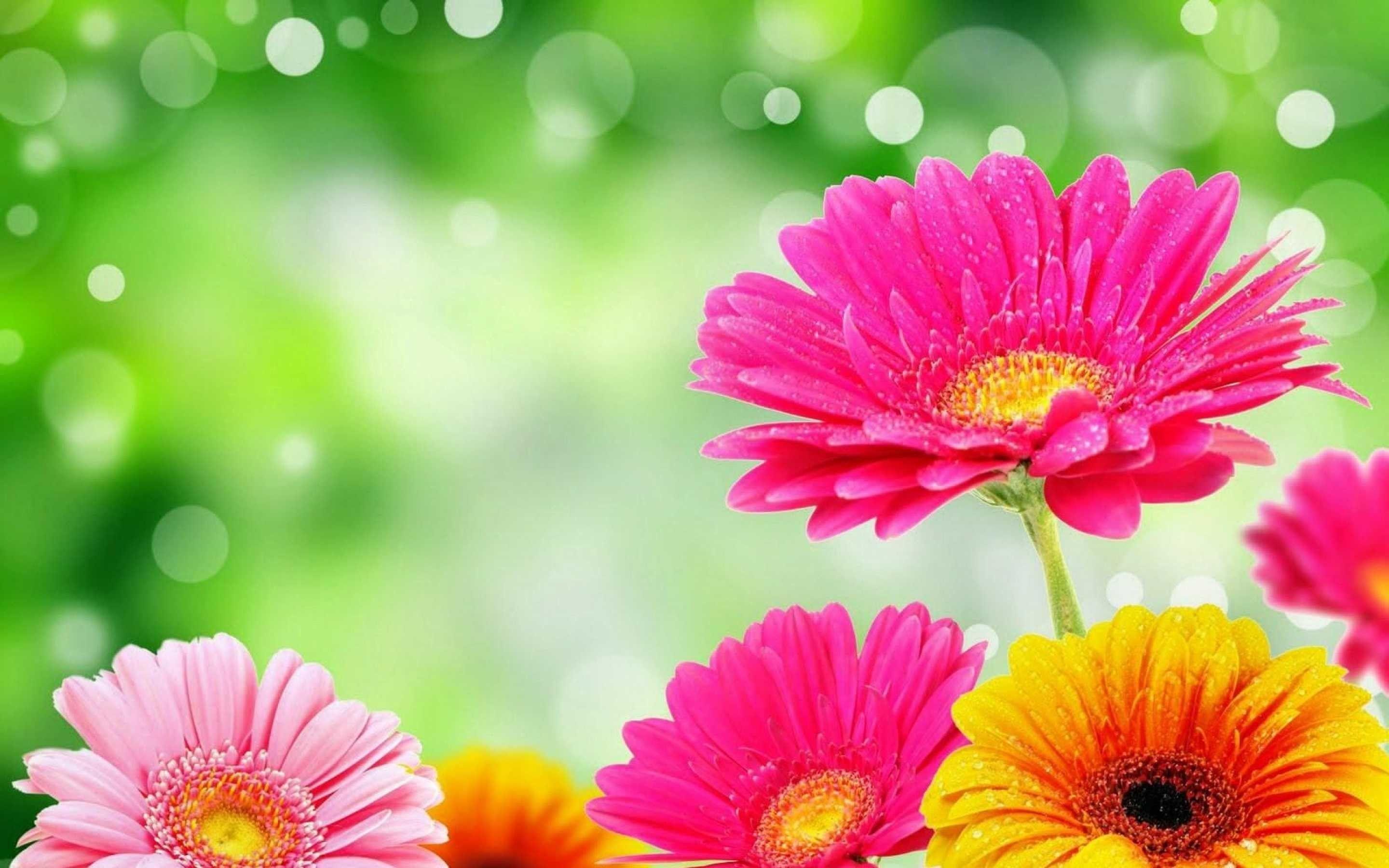 Bright Flower Desktop Wallpapers Top Free Bright Flower Desktop Backgrounds Wallpaperaccess