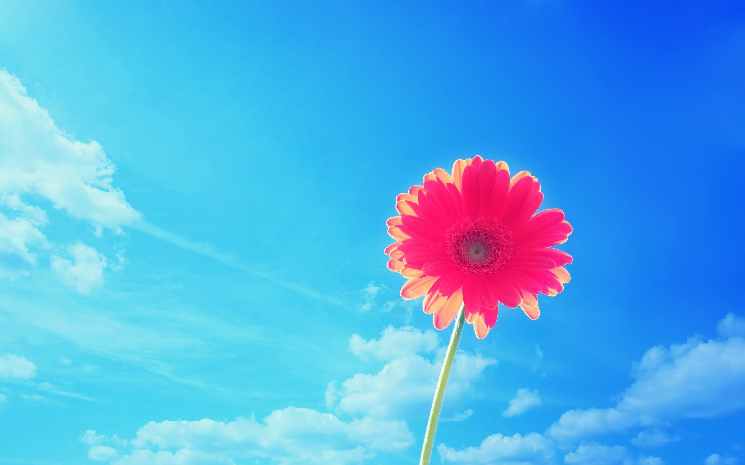2560x1600 Bright Flower Wallpaper