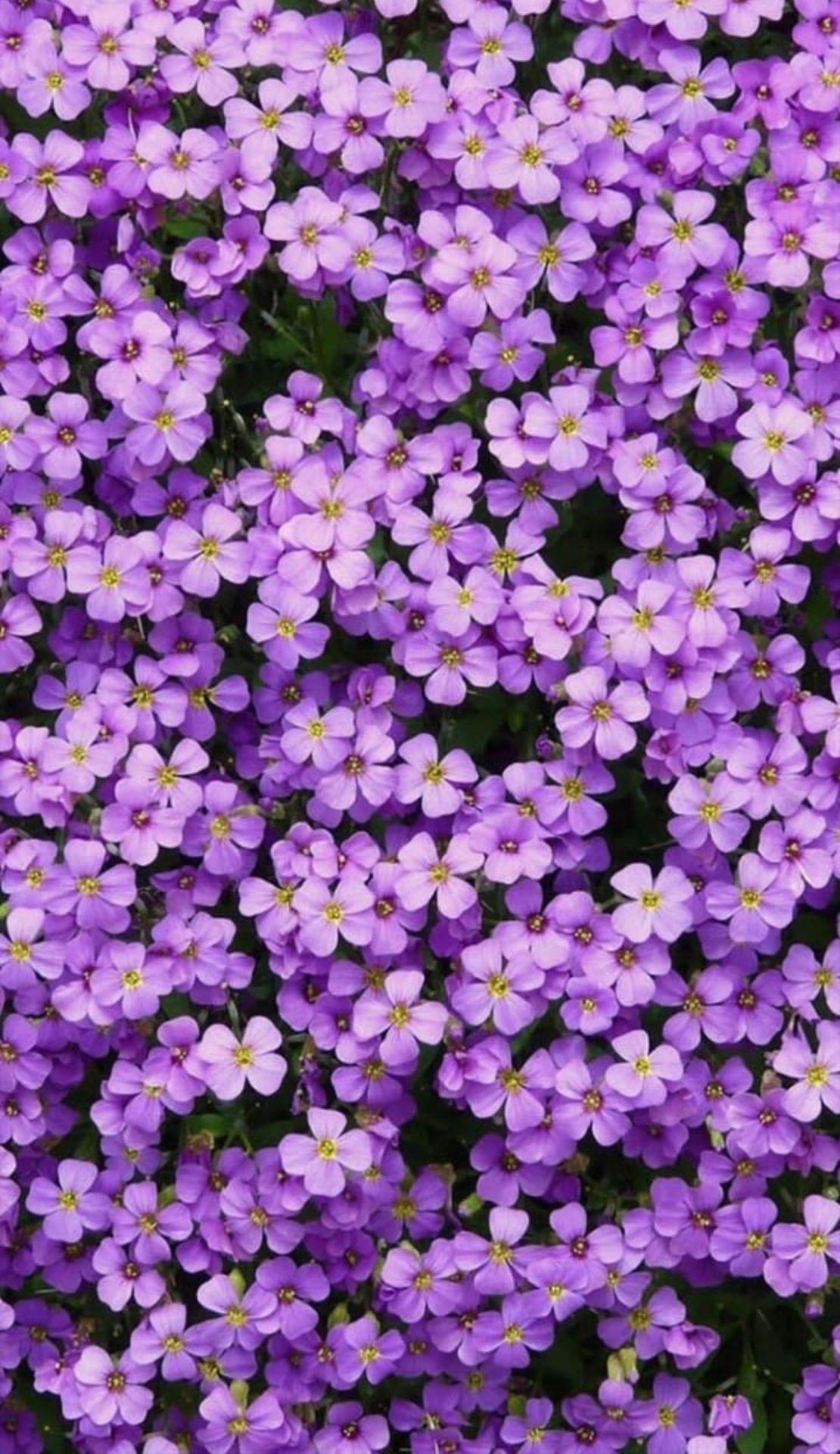 1110x1920 aesthetic wallpaper. requests open. Best flower wallpaper, Purple flowers wallpaper, Flowers photography