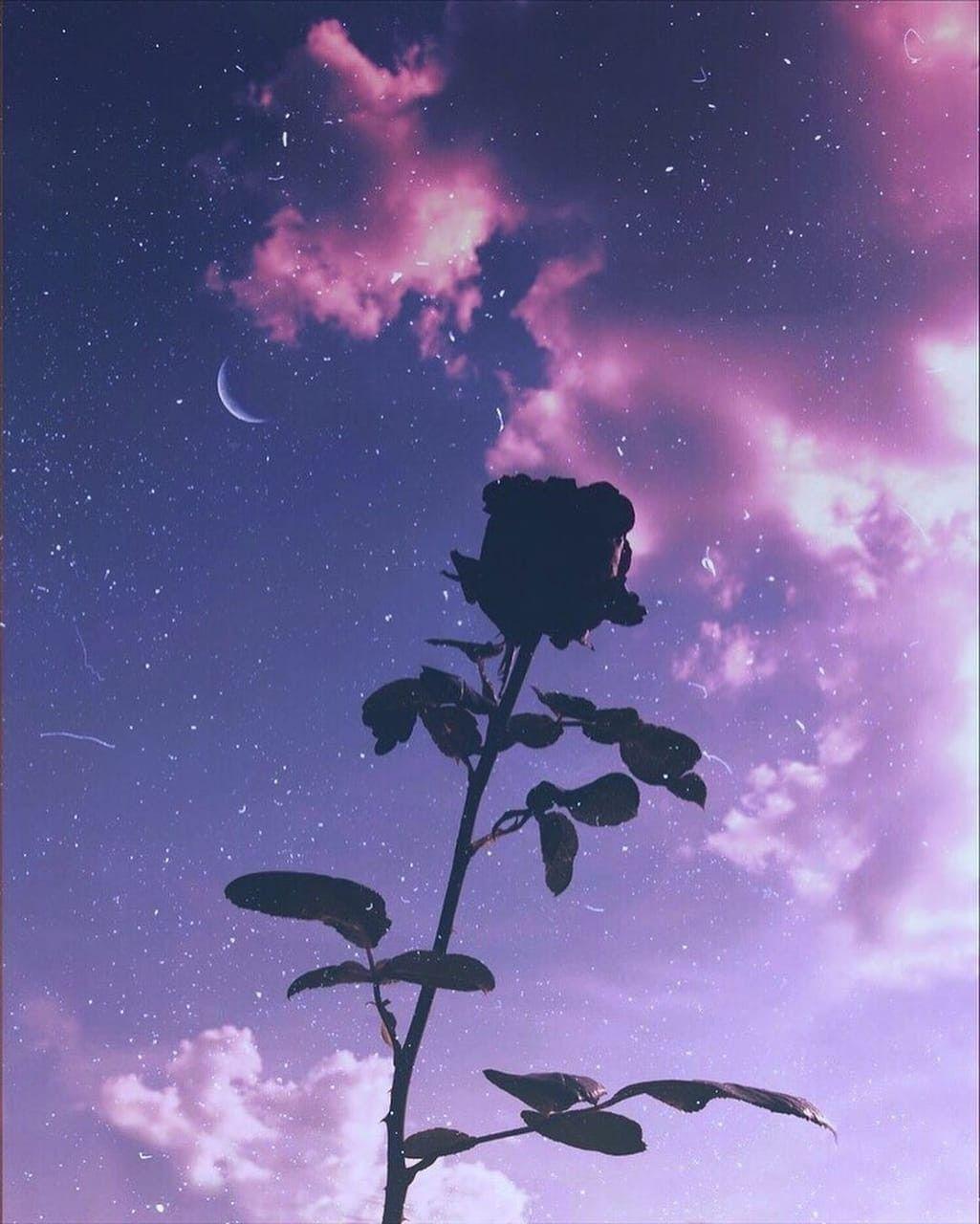 Aesthetic Purple Rose Wallpapers Top Free Aesthetic Purple Rose Backgrounds Wallpaperaccess