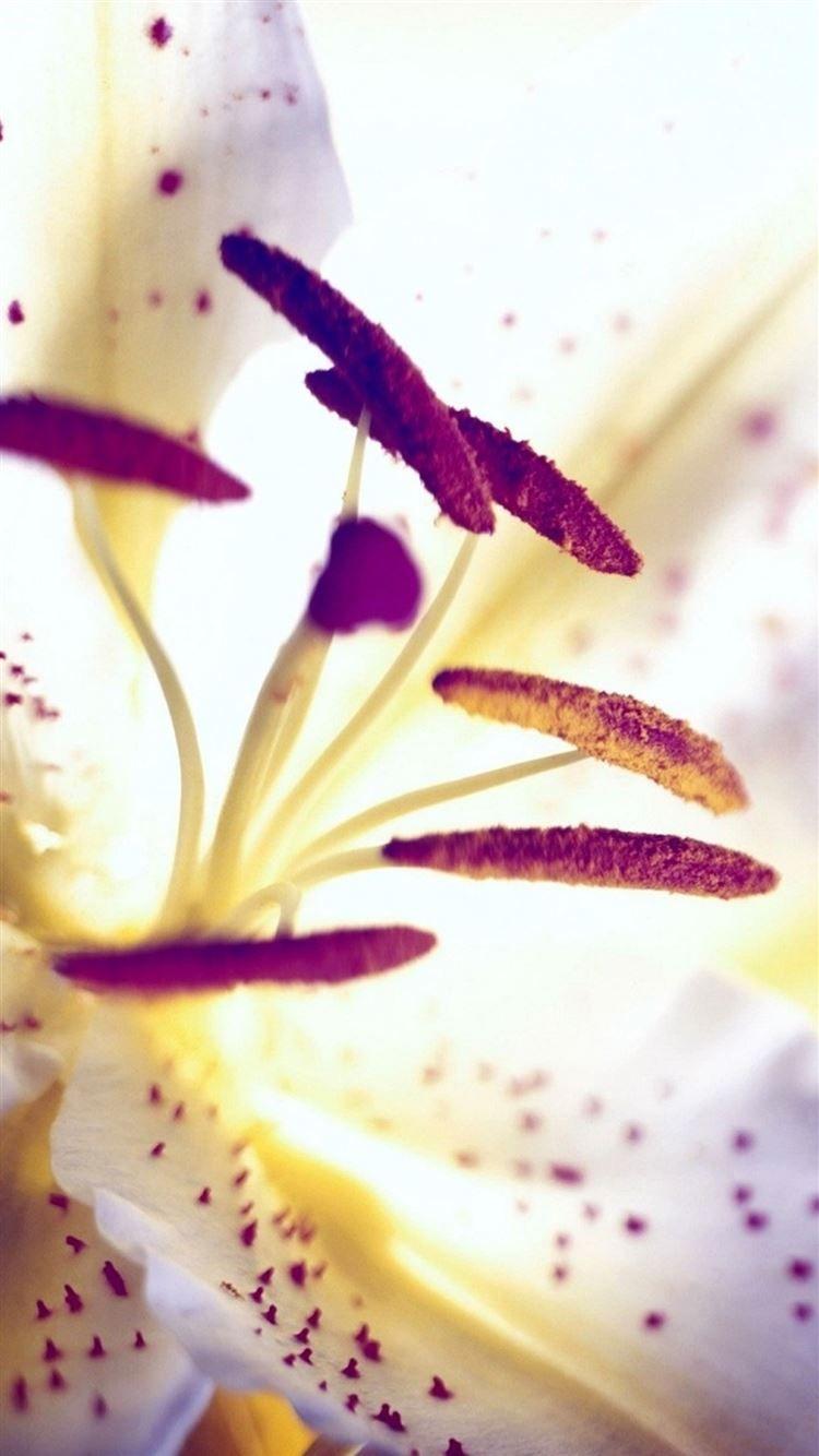 750x1334 Aesthetic Purple Flower Heart Lily Macro iPhone 8 Wallpaper Free Download