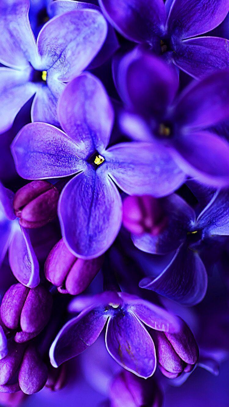 Aesthetic Purple Flower Wallpapers - Top Free Aesthetic Purple Flower