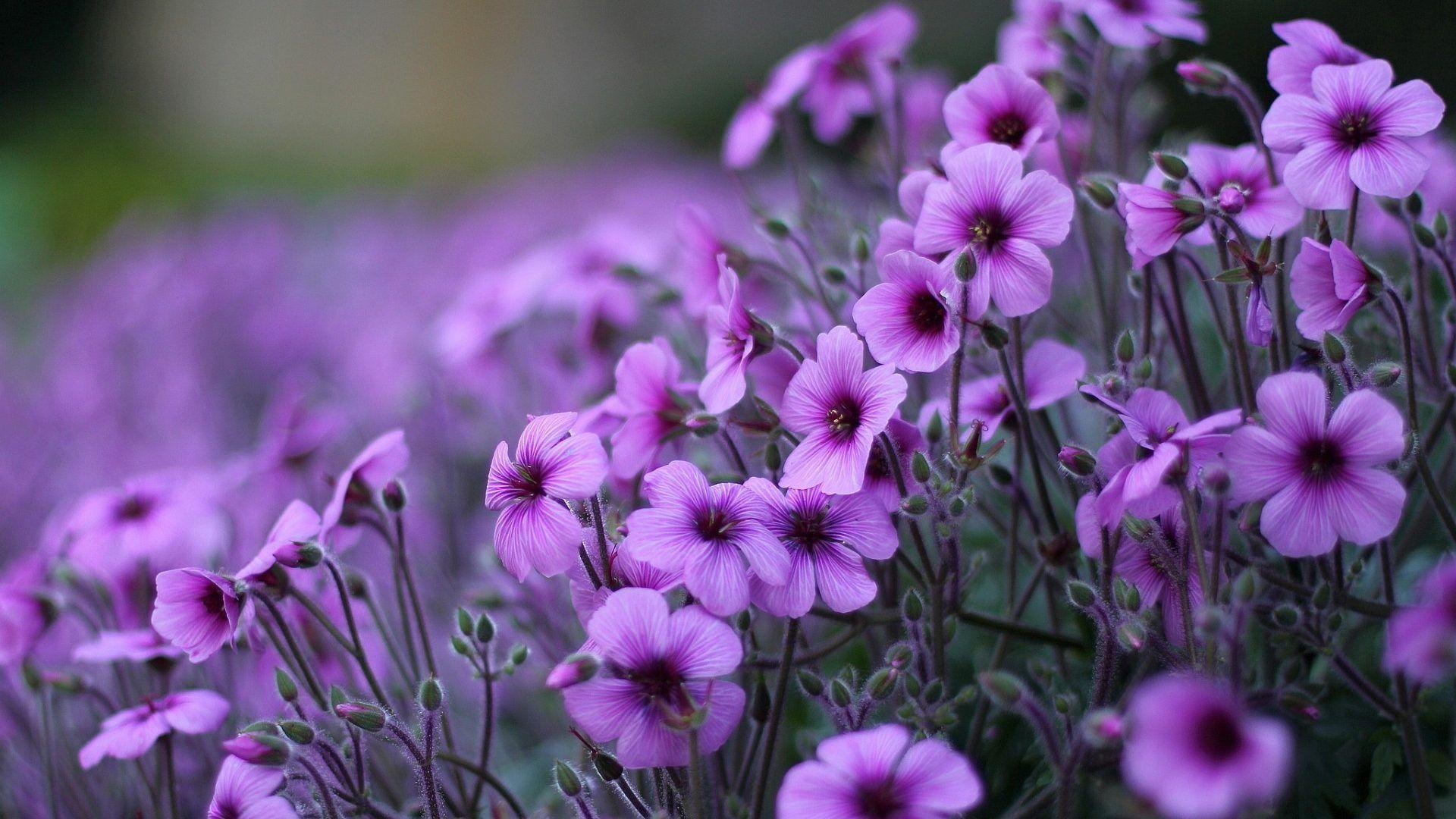 Purple Flowers Aesthetic Laptop Wallpapers - Top Free Purple Flowers