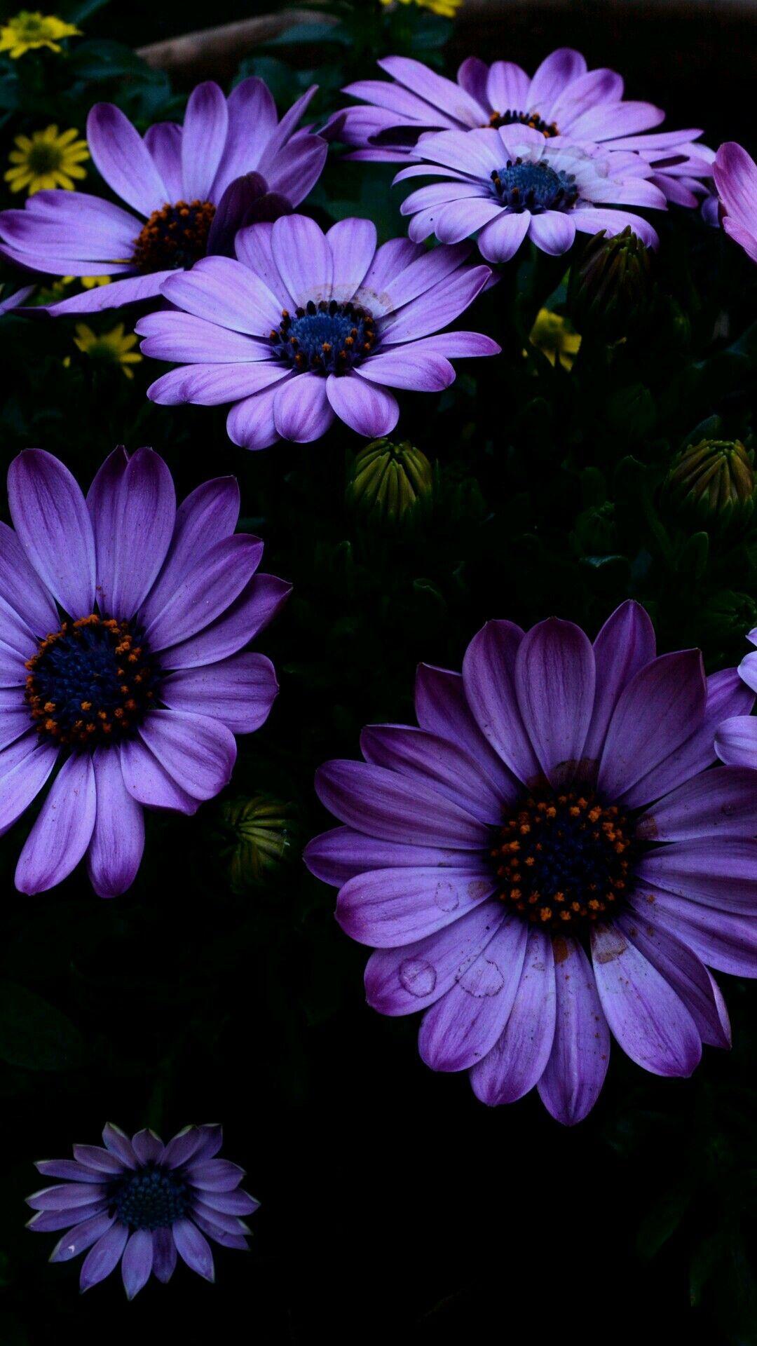 Aesthetic Purple Flower Wallpapers - Top Free Aesthetic Purple Flower