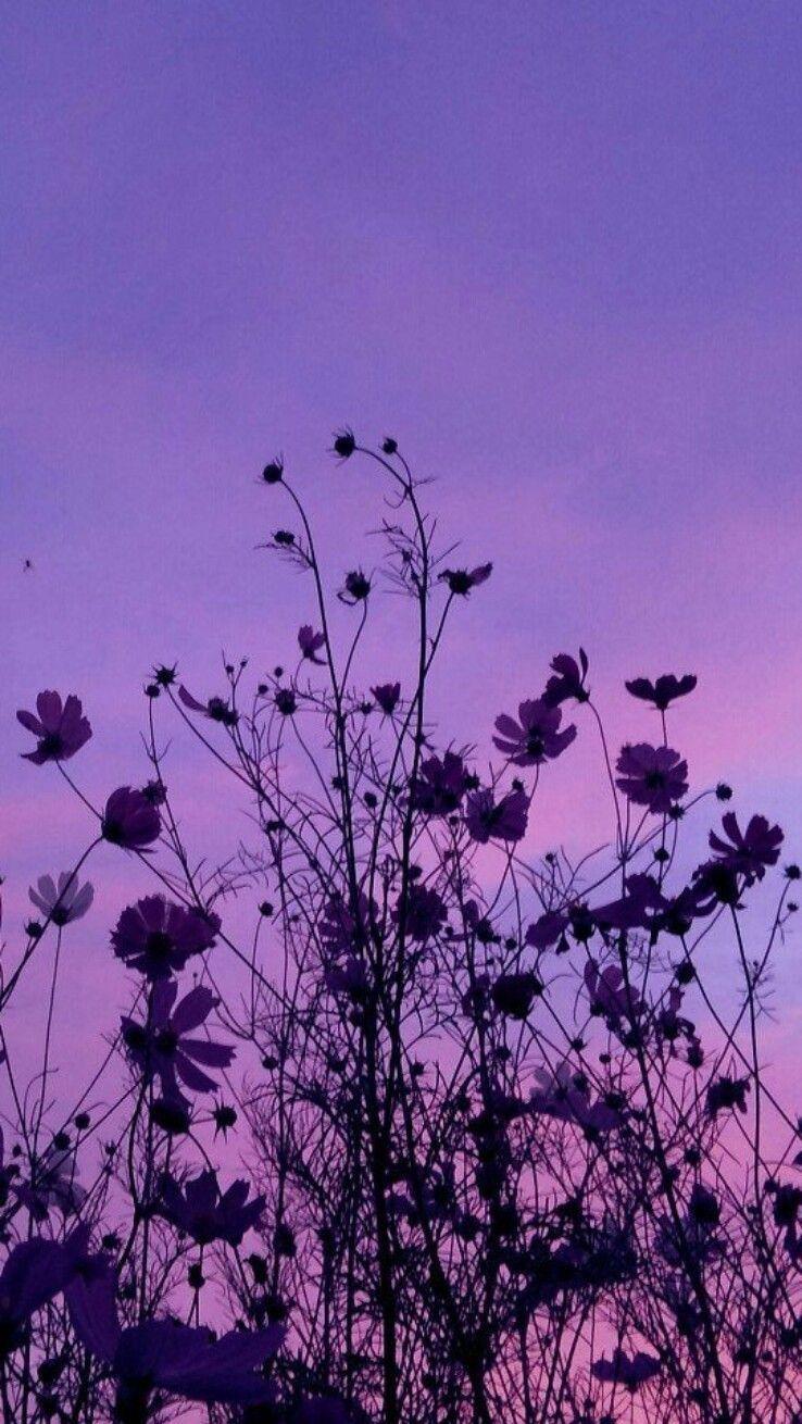 738x1310 Aesthetic Flower Background Dark .