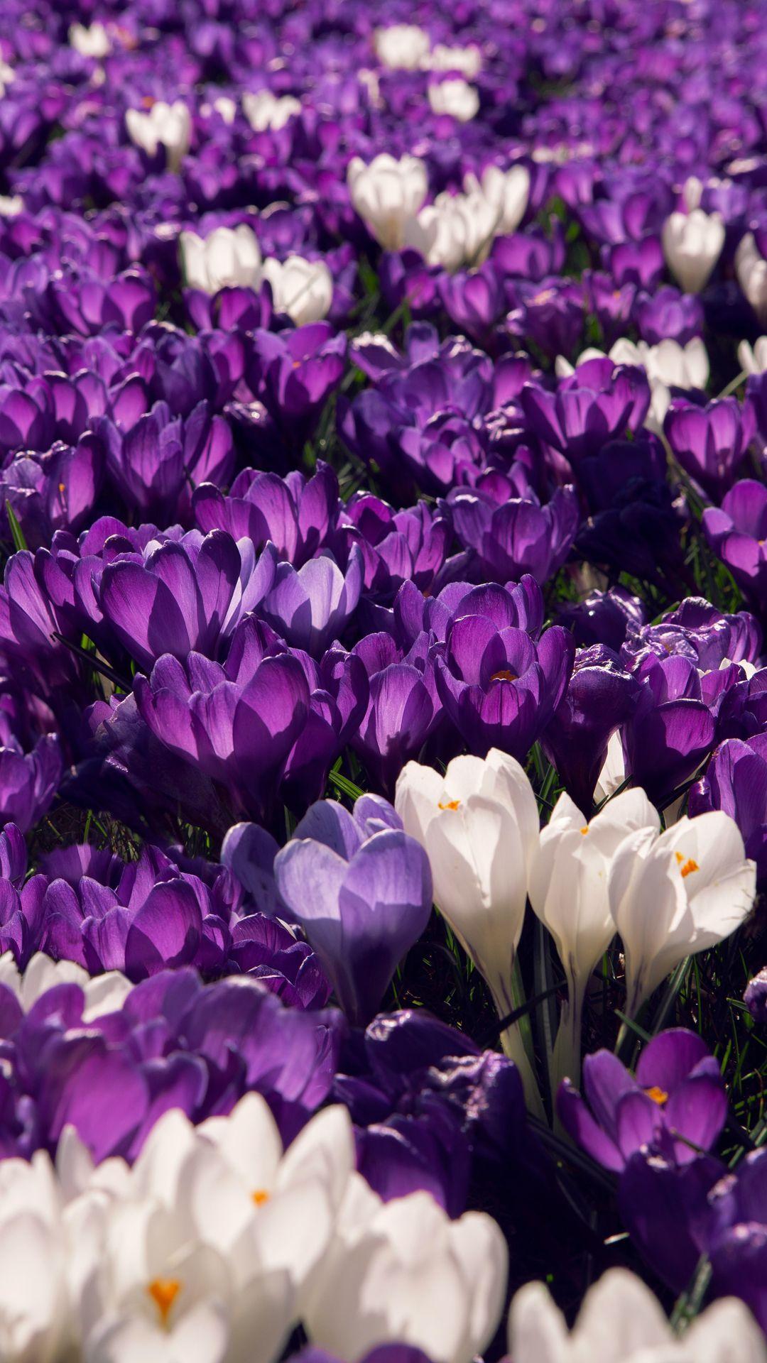 Aesthetic Purple Flower Wallpapers - Top Free Aesthetic Purple Flower Backgrounds - WallpaperAccess