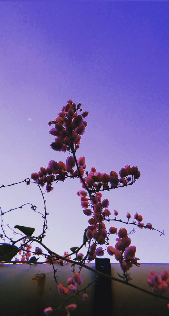 686x1280 Purple flowers wallpaper