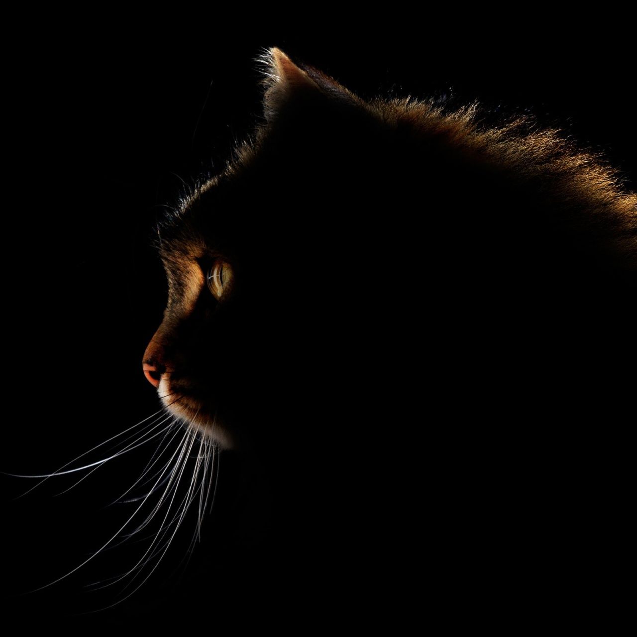 1280x1280 Cat Dark Silhouette 4K UHD Wallpaper for UltraHD Desktop and TV : Dual Monitor : Smartphone and Tablet Devices