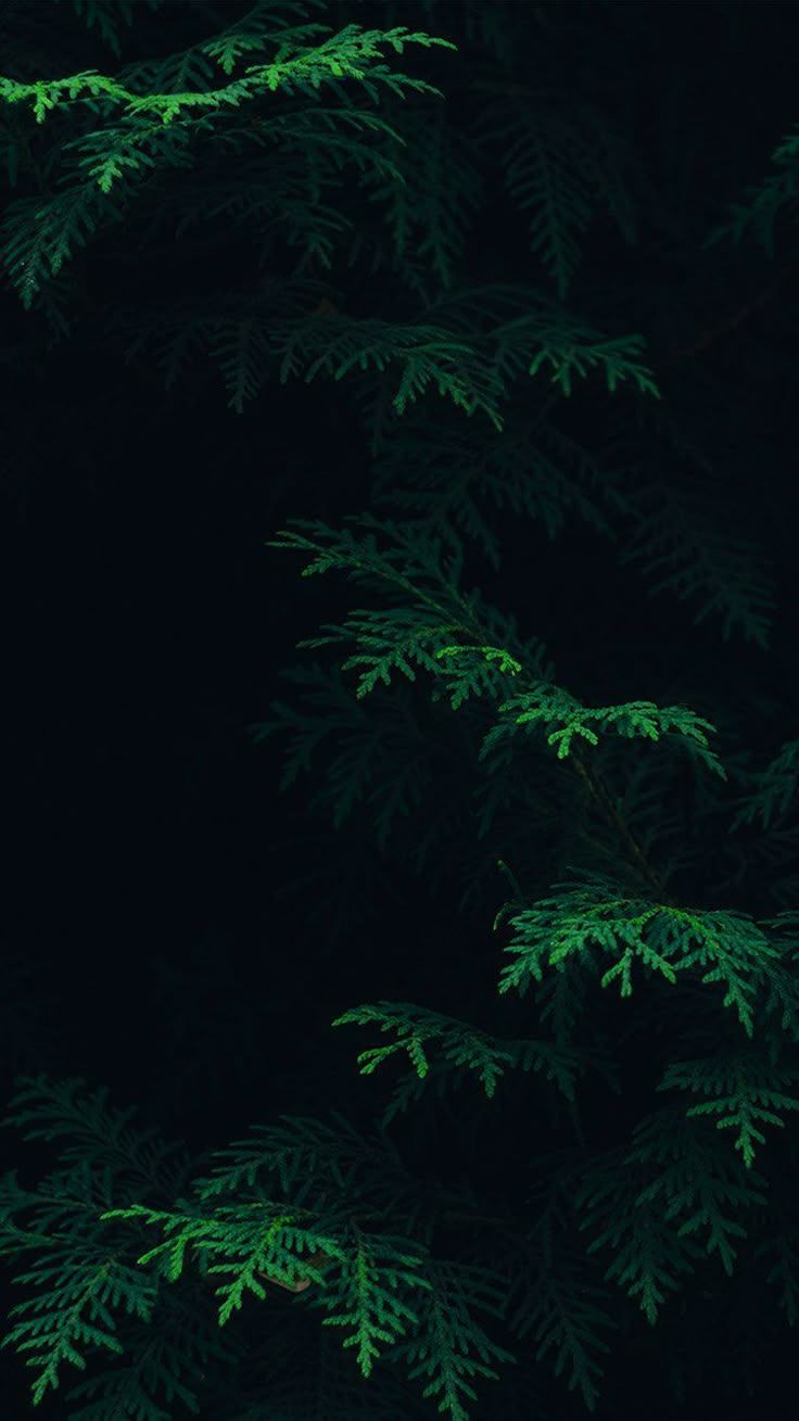 736x1309 Download Nature Dark Background HD for desktop or mobile device. Make your device cooler and more beautiful