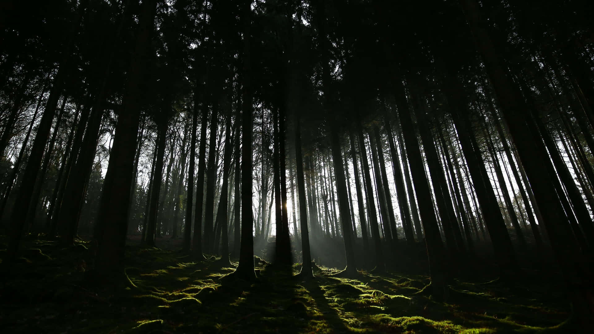 1920x1080 Dark Nature Wallpaper