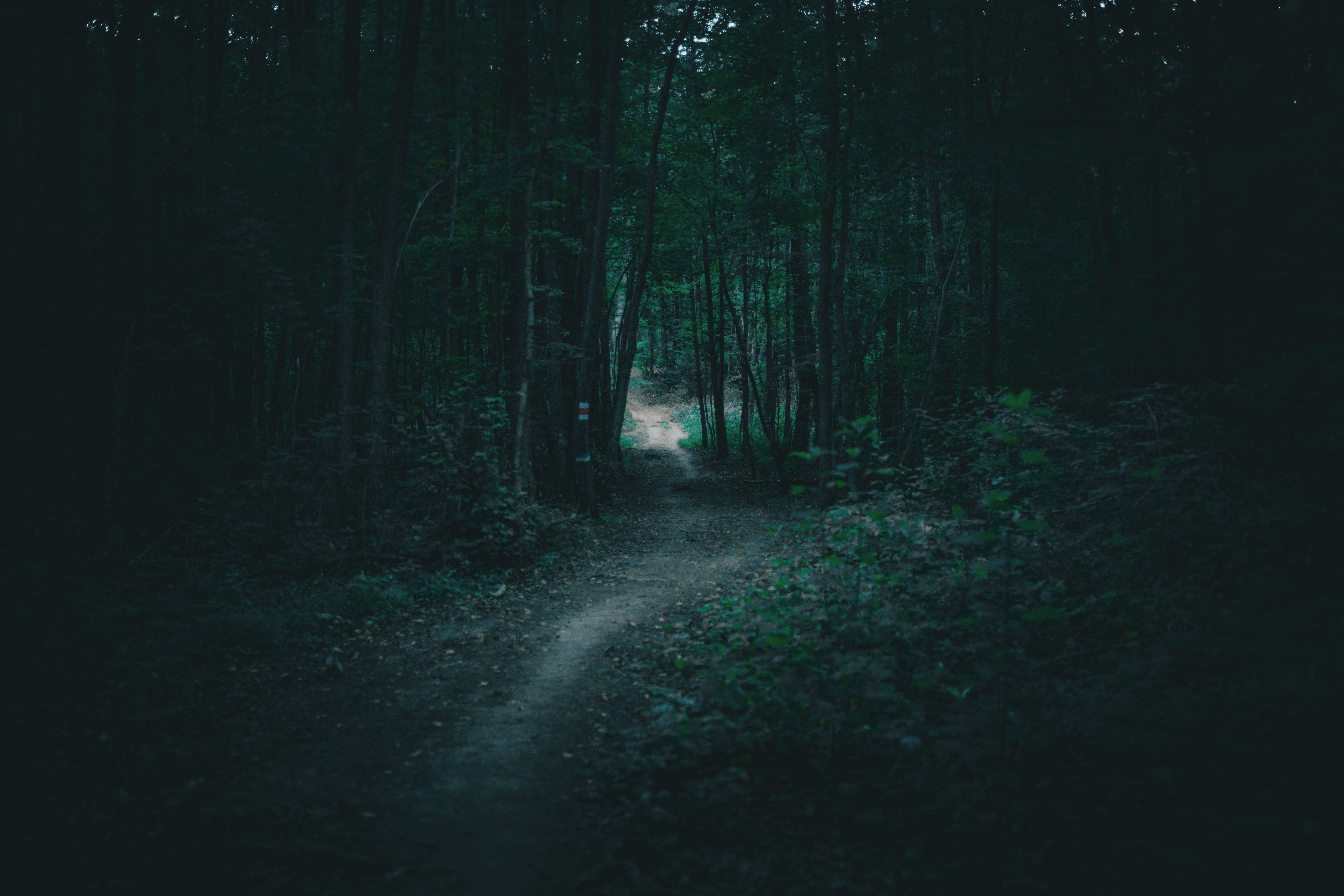 7952x5304 Dark Nature Photo, Download The BEST Free Dark Nature & HD Image