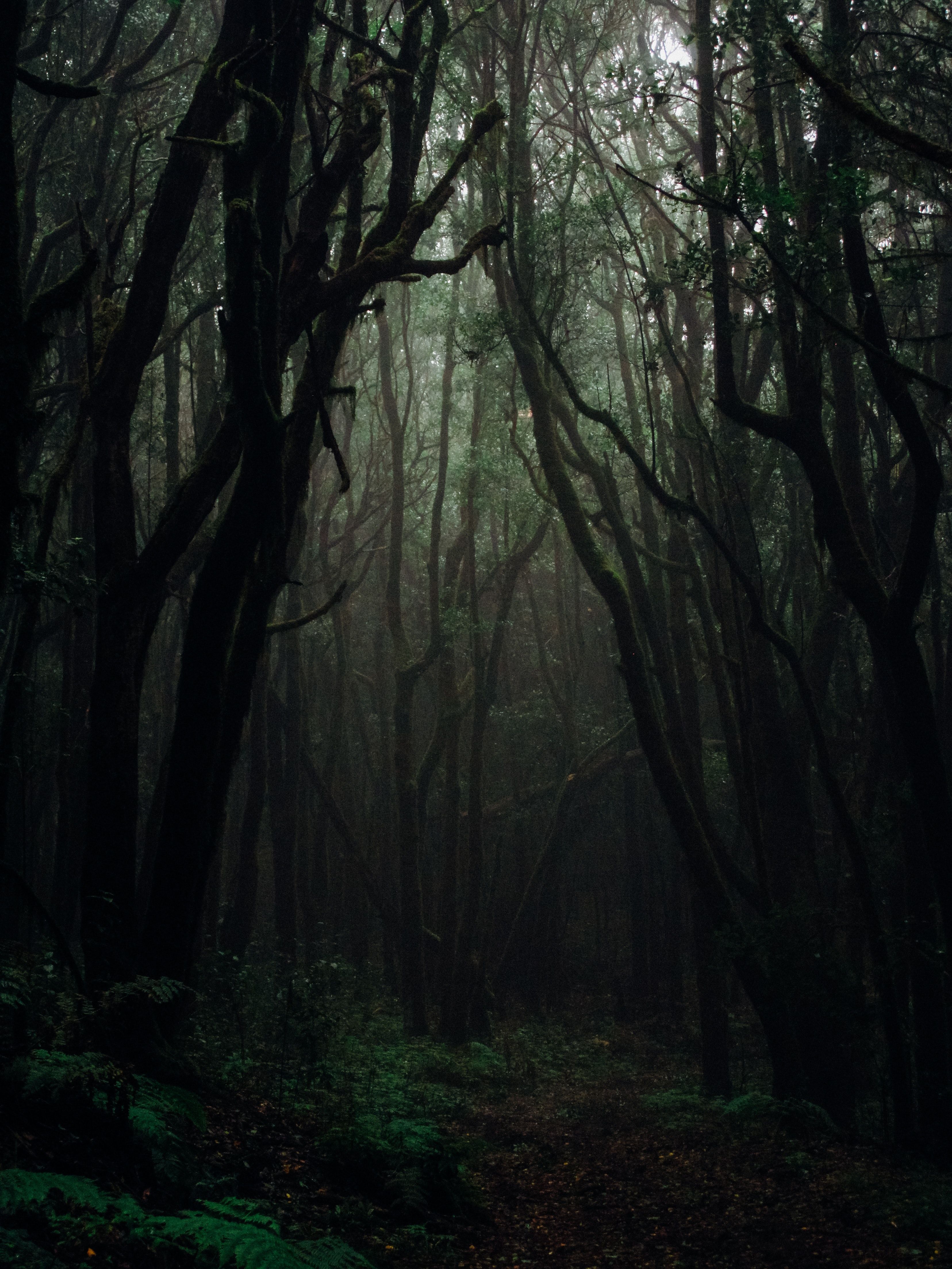 3312x4416 Dark Nature 4k Wallpaper