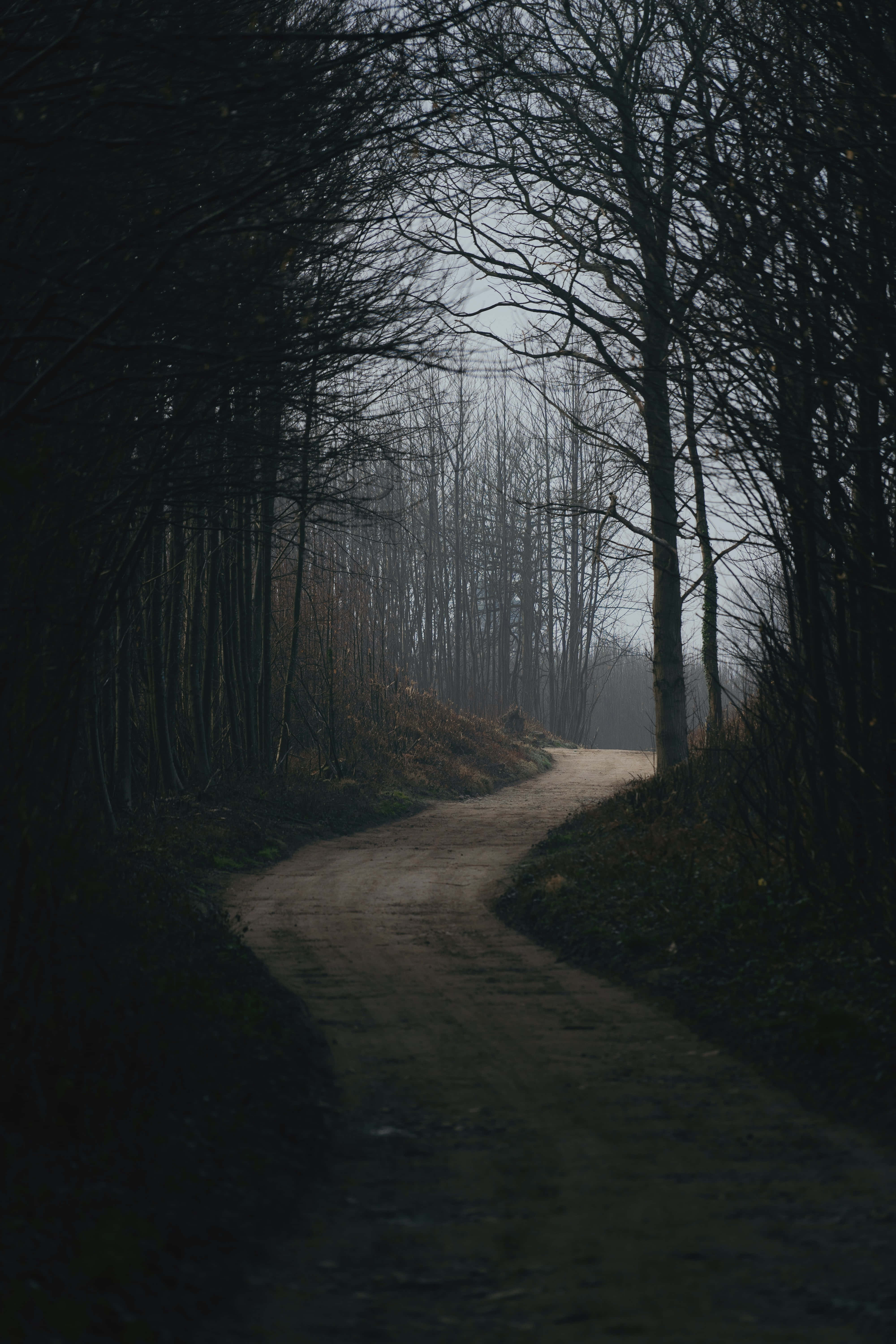 4000x6000 Download The untamed beauty of dark nature. Wallpaper