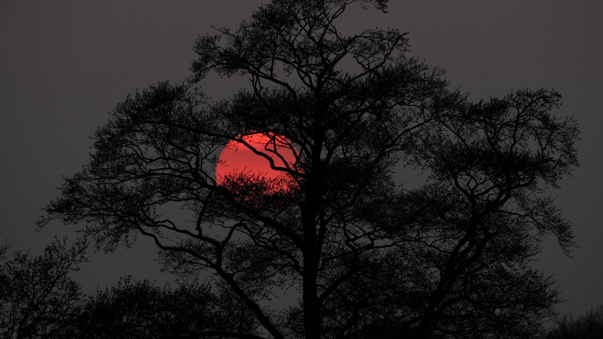 1920x1080 Download wallpaper 1920x1080 tree, sun, sunset, dusk, dark, nature full hd, hdtv, fhd, 1080p HD background