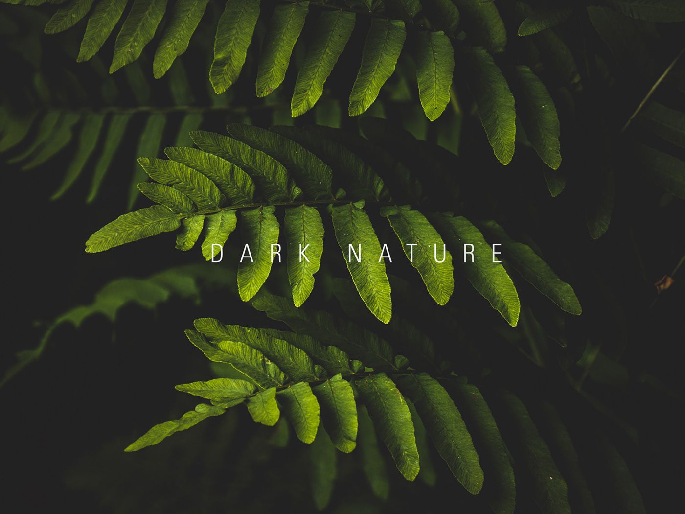 1400x1050 Dark Nature (1). Image - Behance
