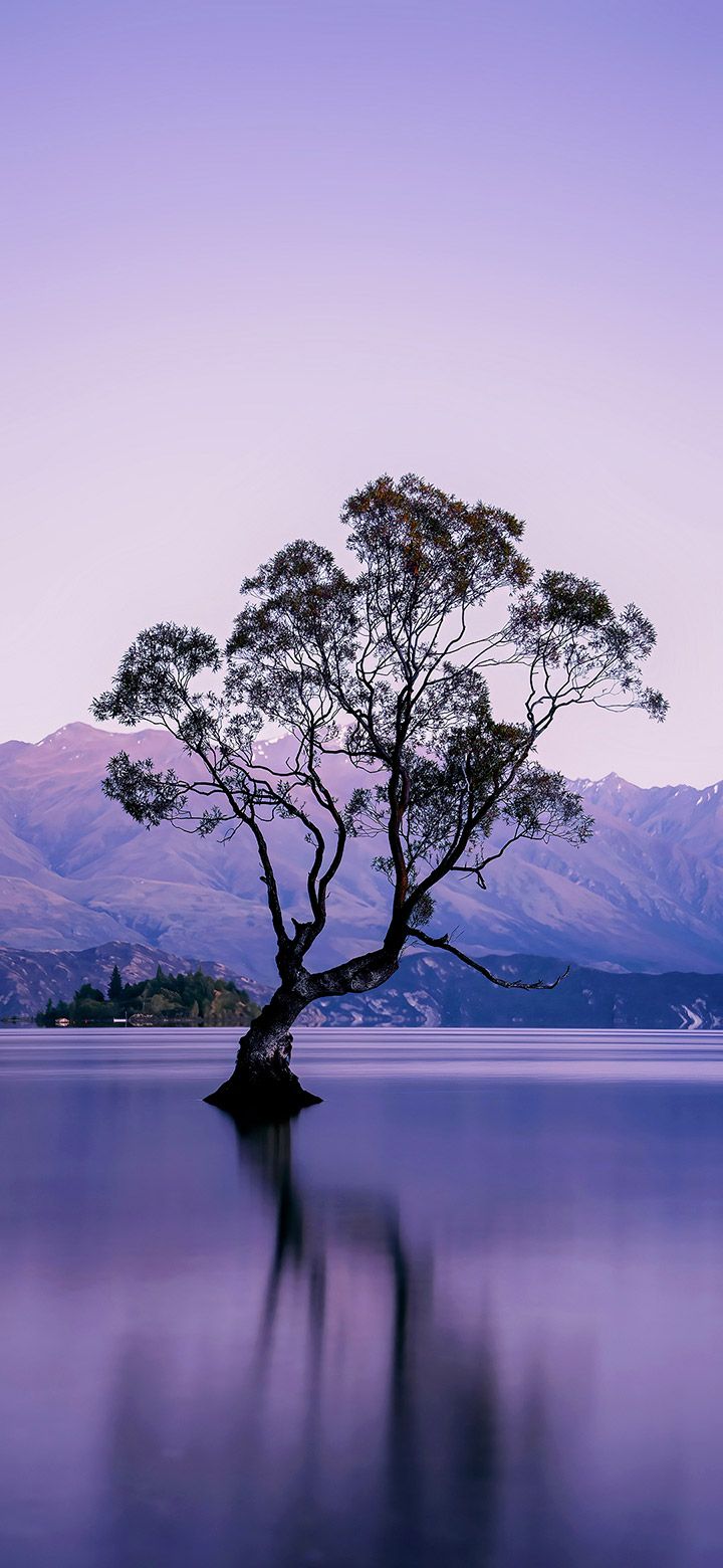 720x1560 Dark tree in the middle of a purple lake 4K phone Wallpaper