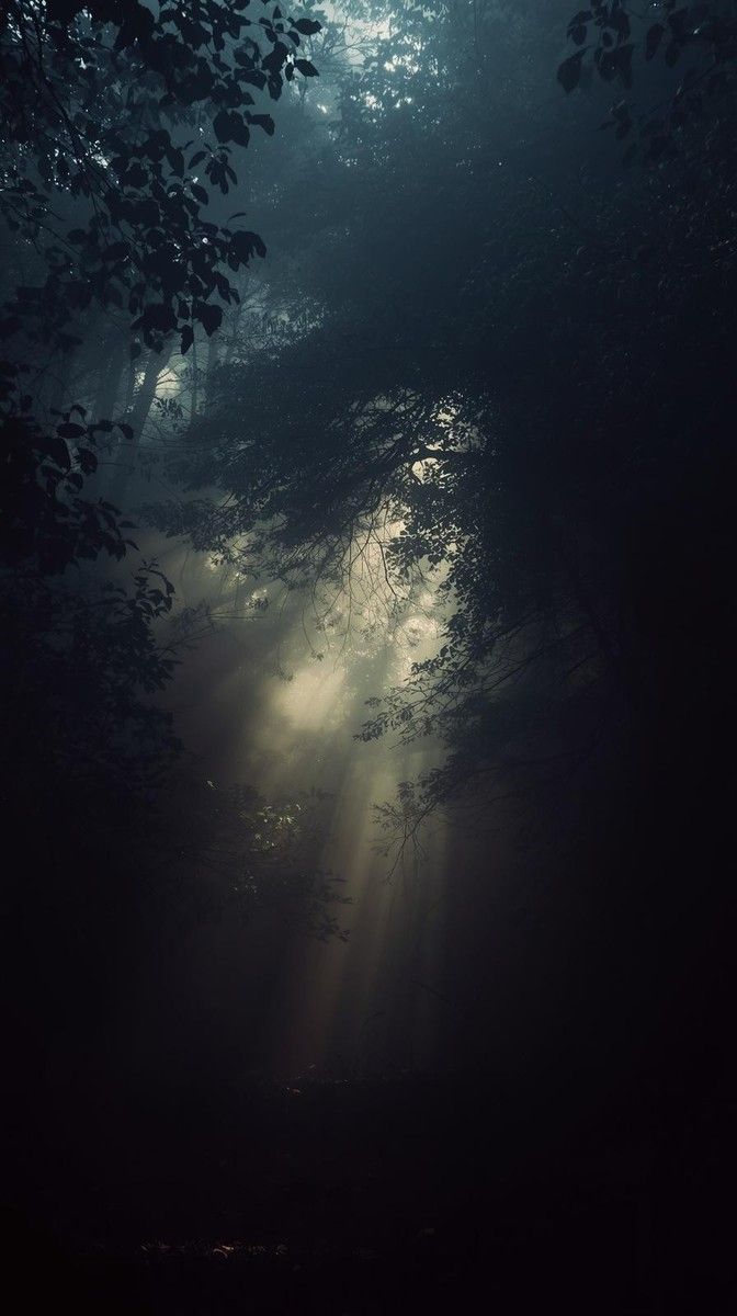 672x1200 Dark Forest Fog Phone Wallpaper 4K Moody Nature iPhone Background HD