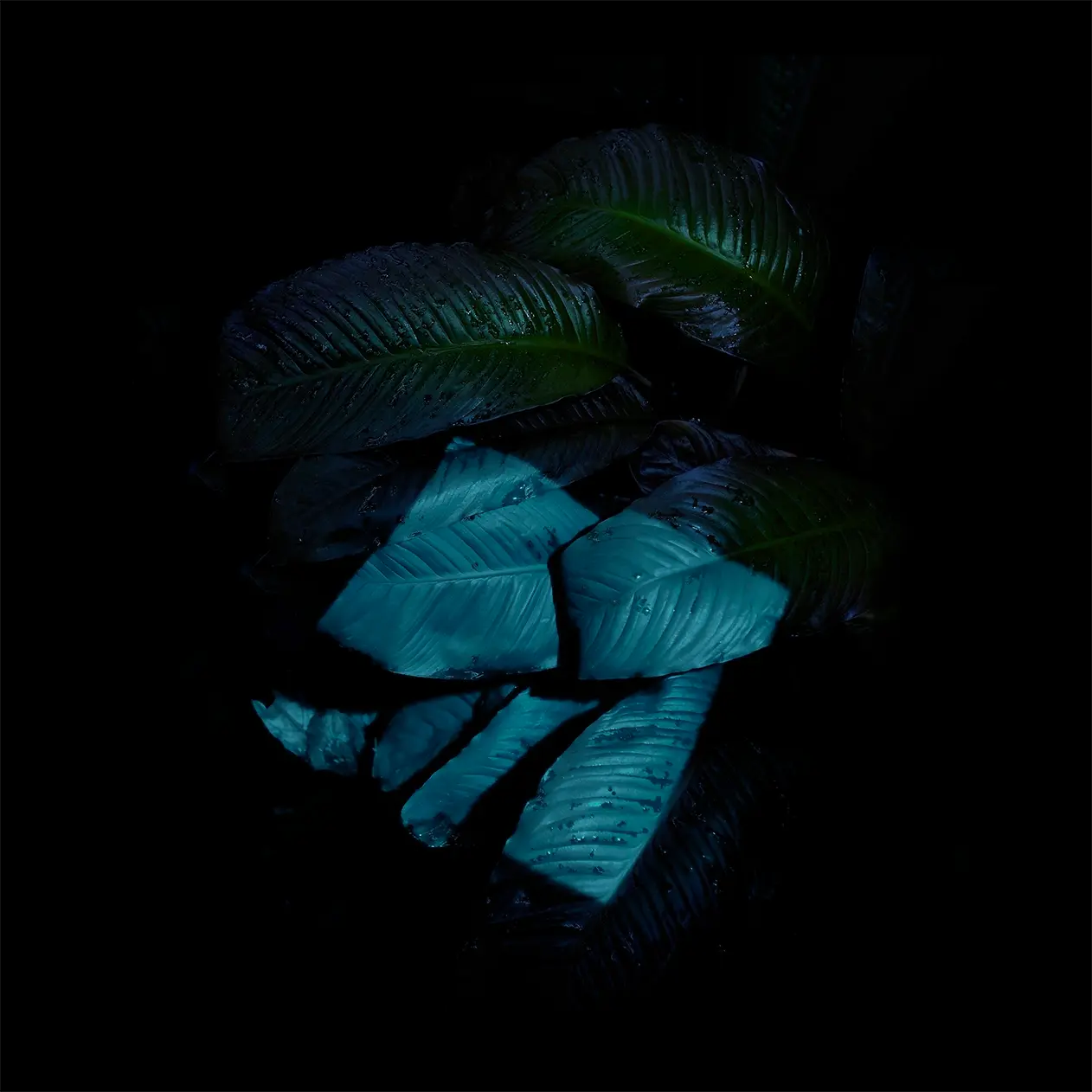 1262x1262 iOS 9 Wallpaper: Download Official 4K & HD