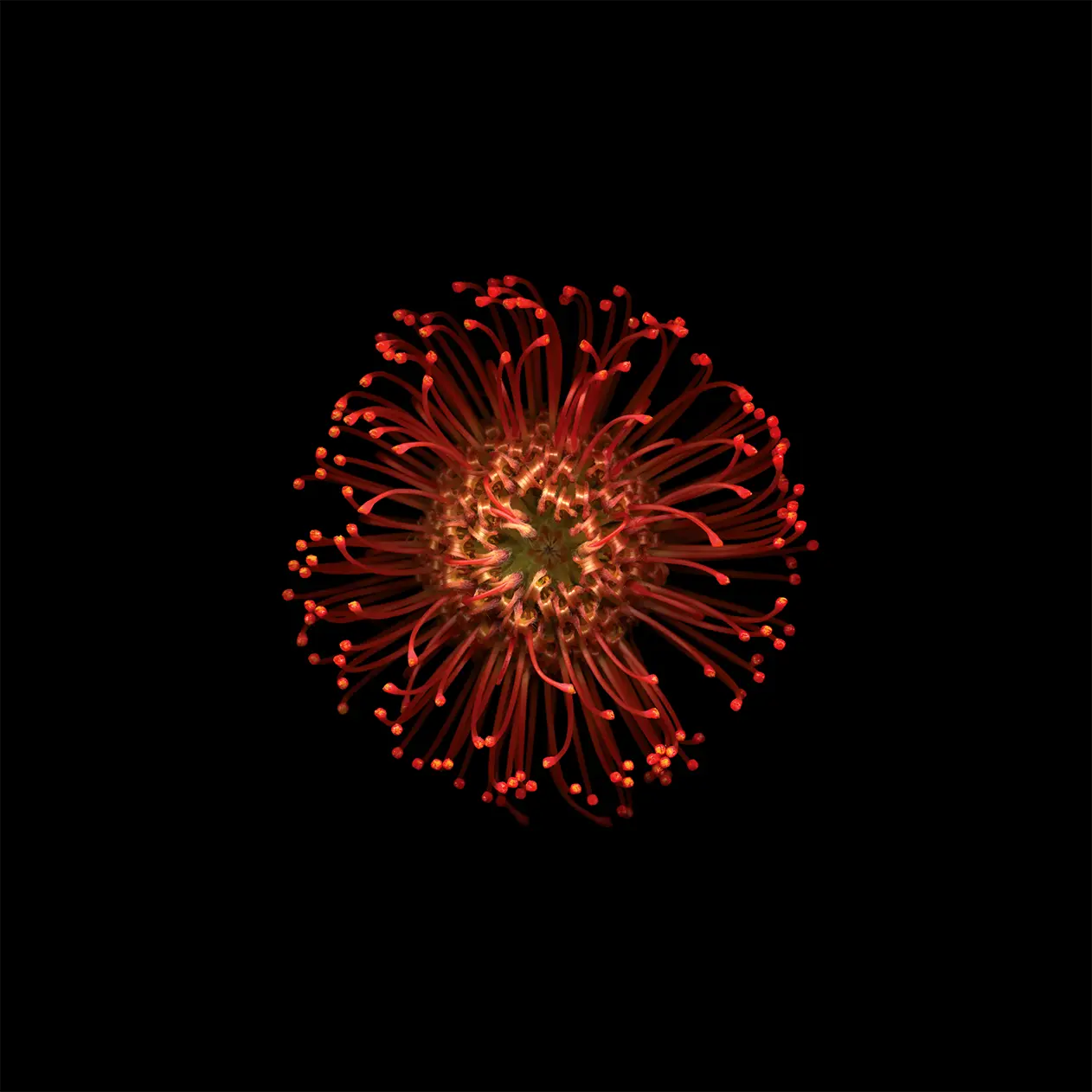 1262x1262 iOS 9 Wallpaper: Download Official 4K & HD