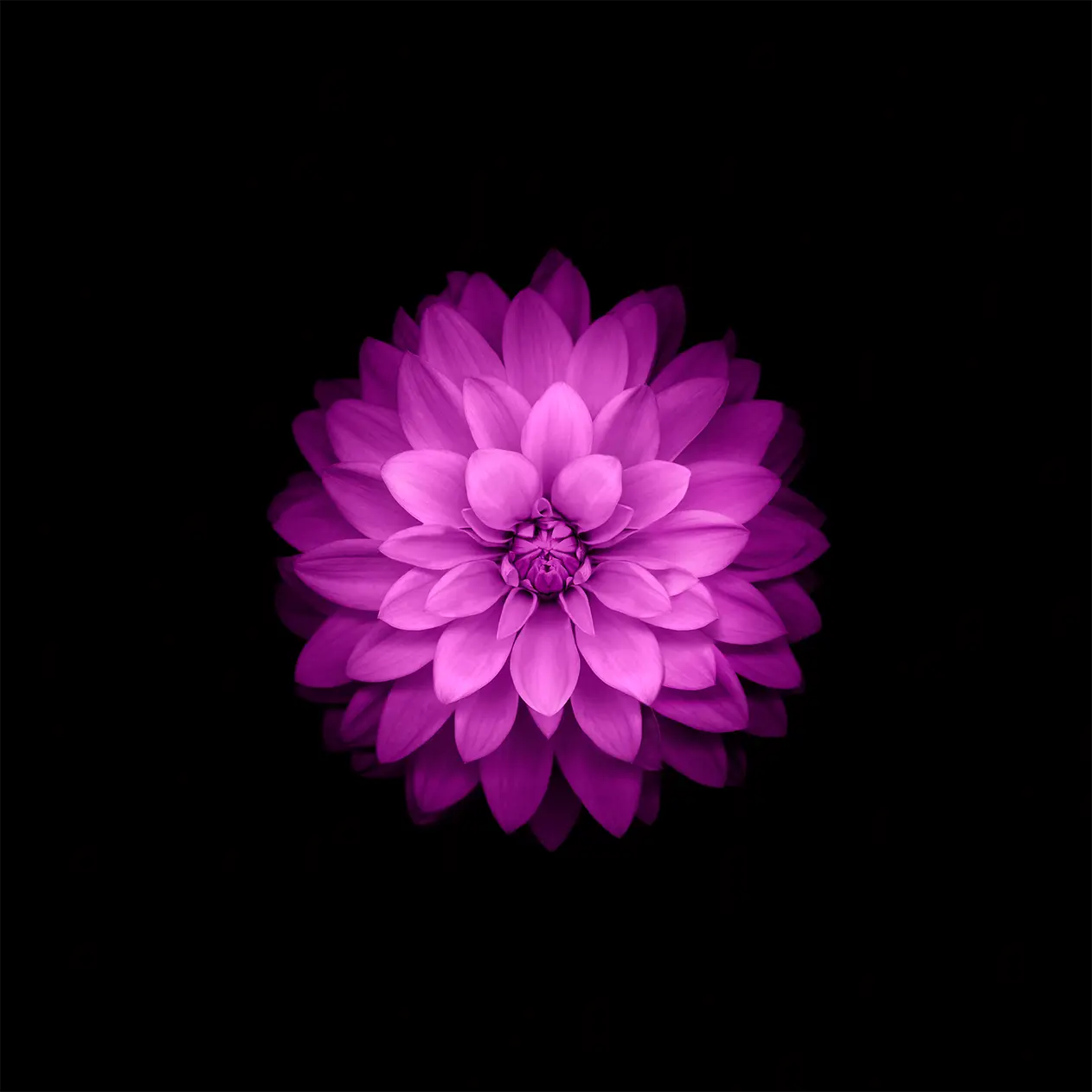 1262x1262 iOS 9 Wallpaper: Download Official 4K & HD