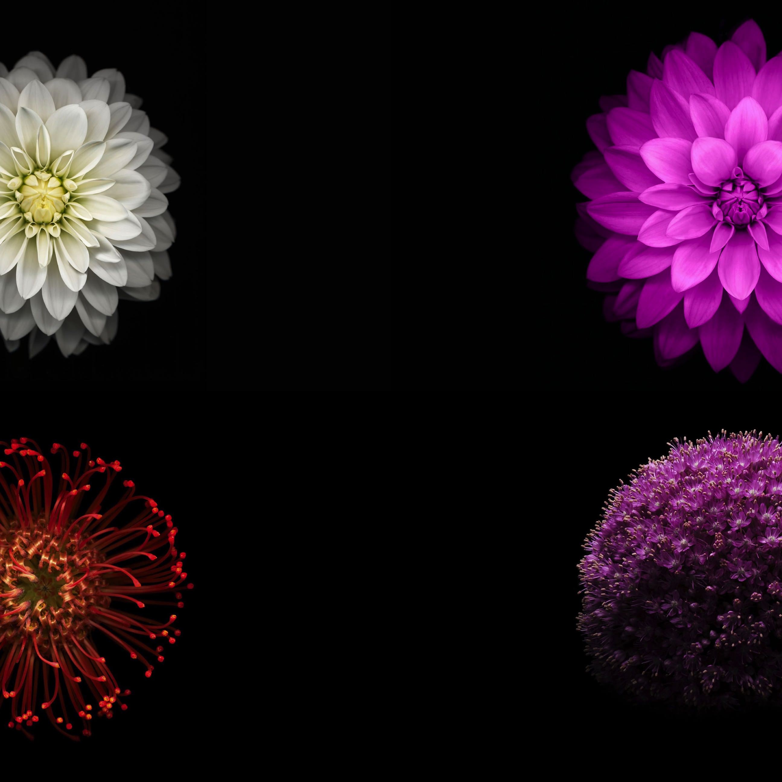 2592x2592 iOS9 flower image black cool.sc iPad