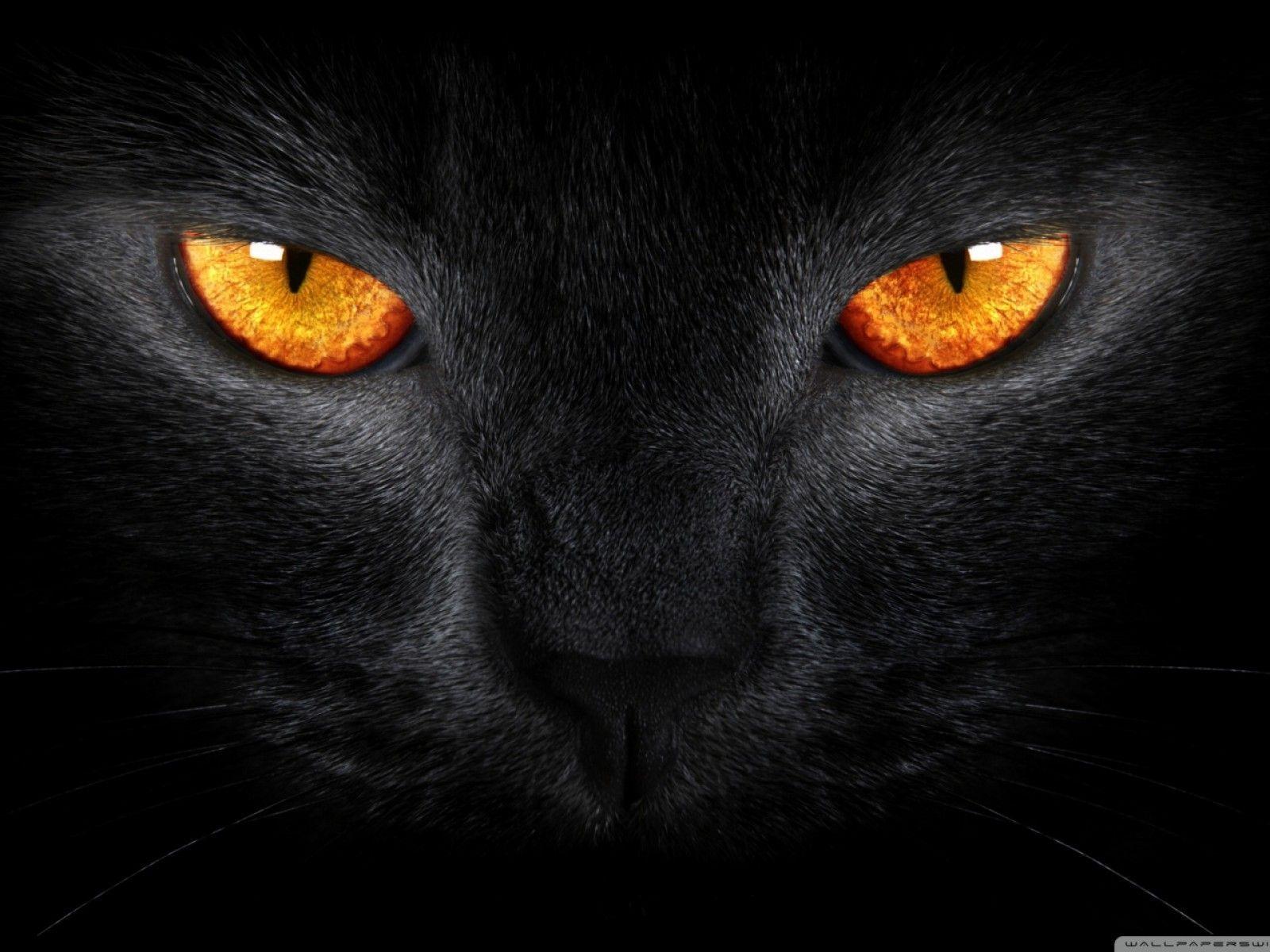 1600x1200 Animals. Cat poems, Eyes wallpaper, Black cat eyes